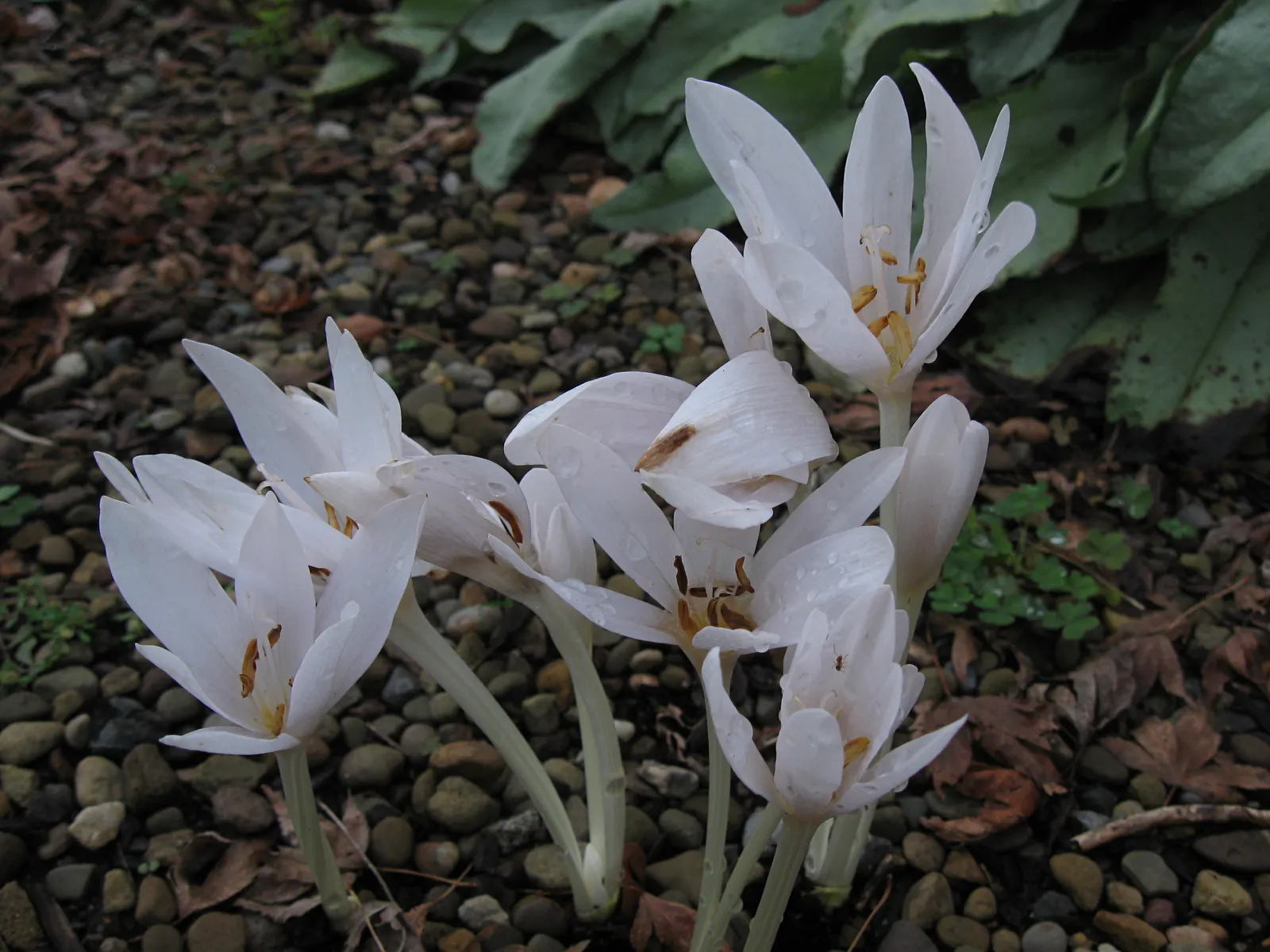 Meadow Saffron (Colchicum Speciosum) — purple flowers in the garden; the Meadow Saffron appreciates well-drained
