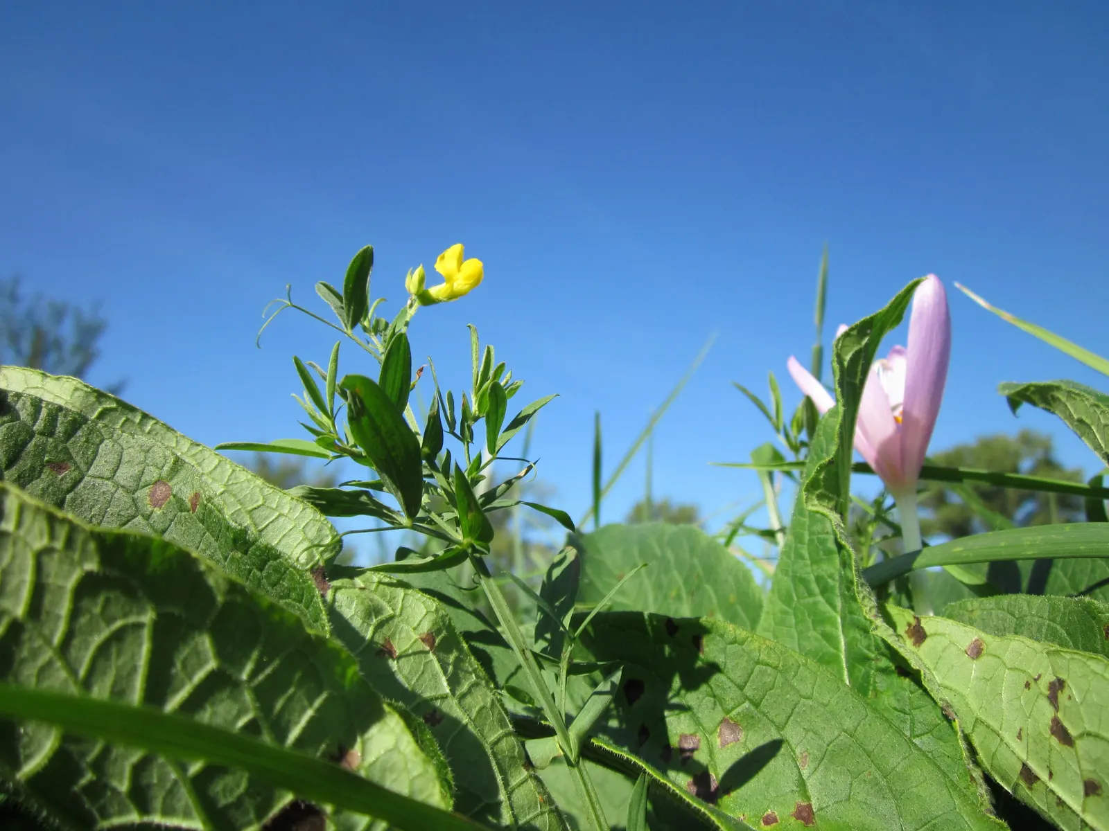 Meadow Saffron (Colchicum Speciosum) — However, avoid waterlogged conditions, as this can lead to bulb rot; so it should be sited away from children and