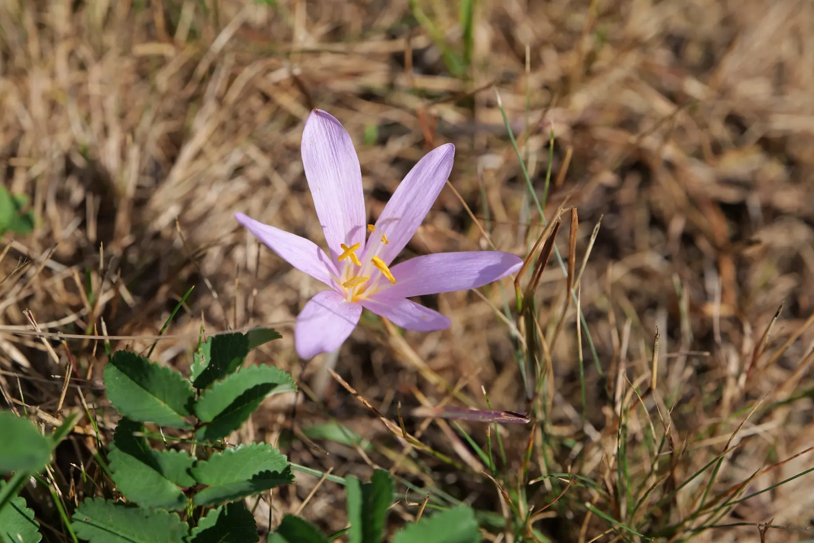 Meadow Saffron (Colchicum Speciosum) — However, avoid waterlogged conditions, as this can lead to bulb rot