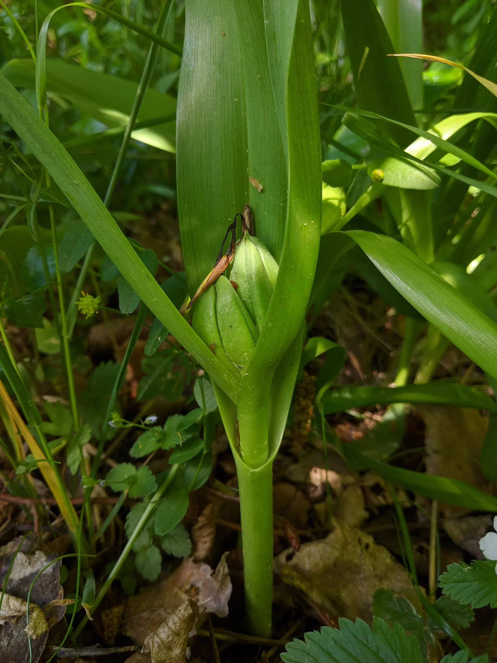 Meadow Saffron (Colchicum Speciosum) — with a spread of roughly 3 to 6 inches; keep in mind that all parts of this plant are highly toxic if ingested
