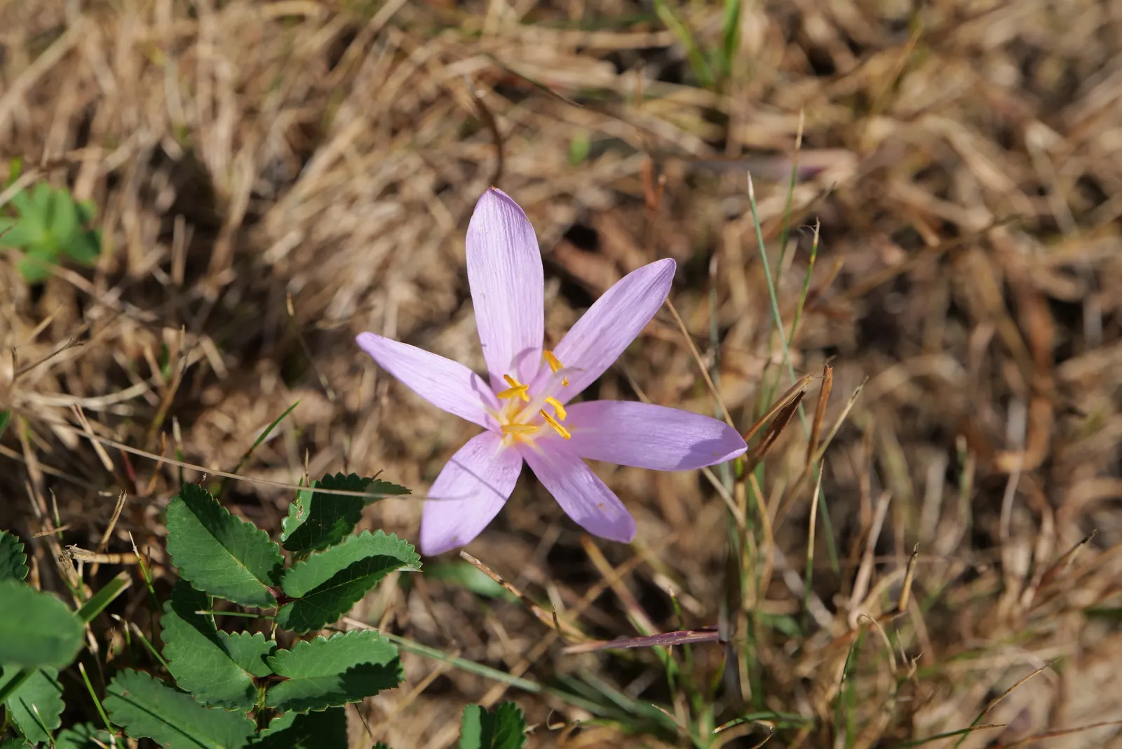 Meadow Saffron (Colchicum Speciosum) — Its autumnal blooms add a unique splash of late-season color