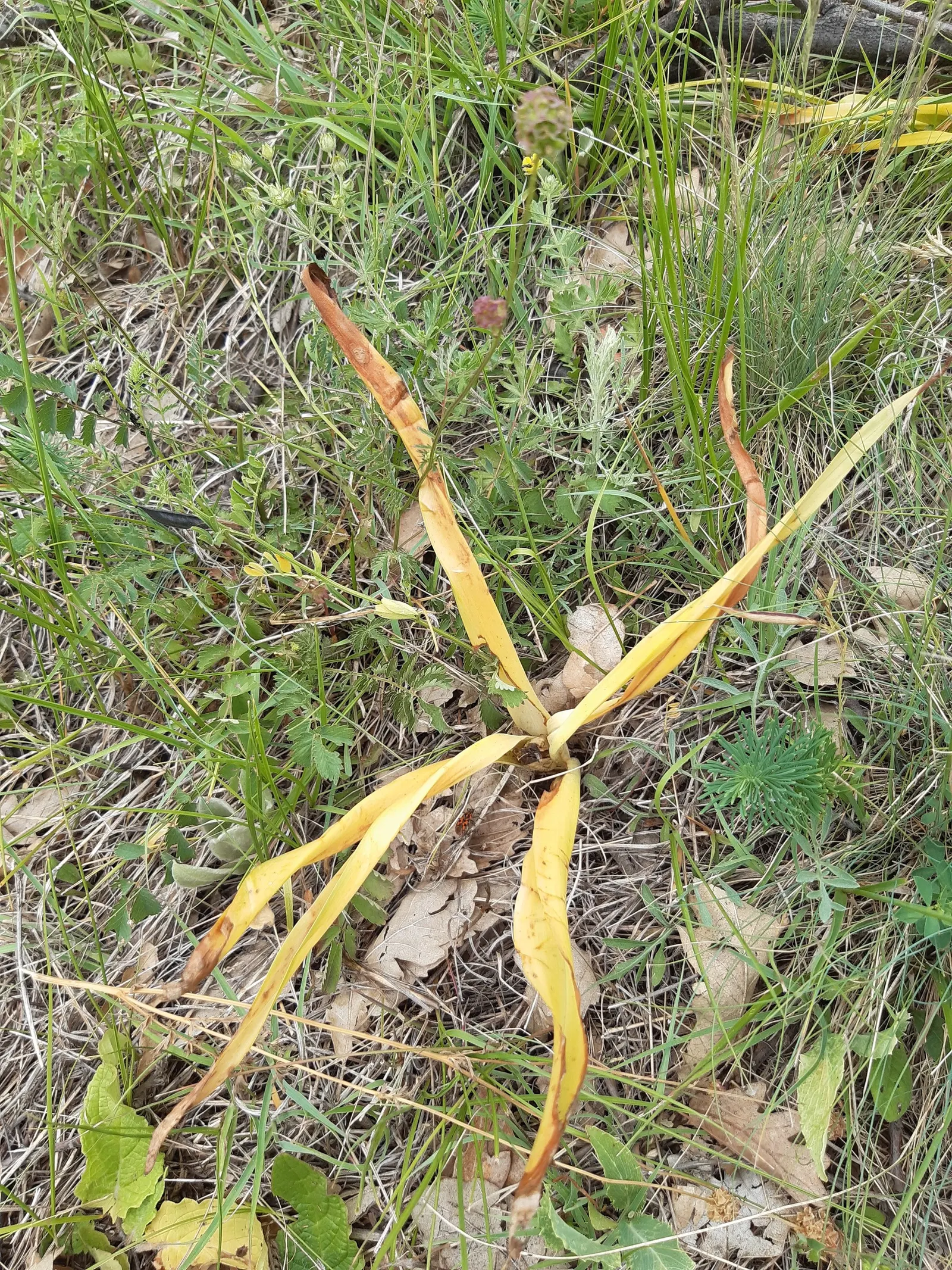 Meadow Saffron (Colchicum Speciosum) — Meadow Saffron (Colchicum speciosum) is a striking fall-blooming perennial; thriving in USDA zones 4-8, it, image 61