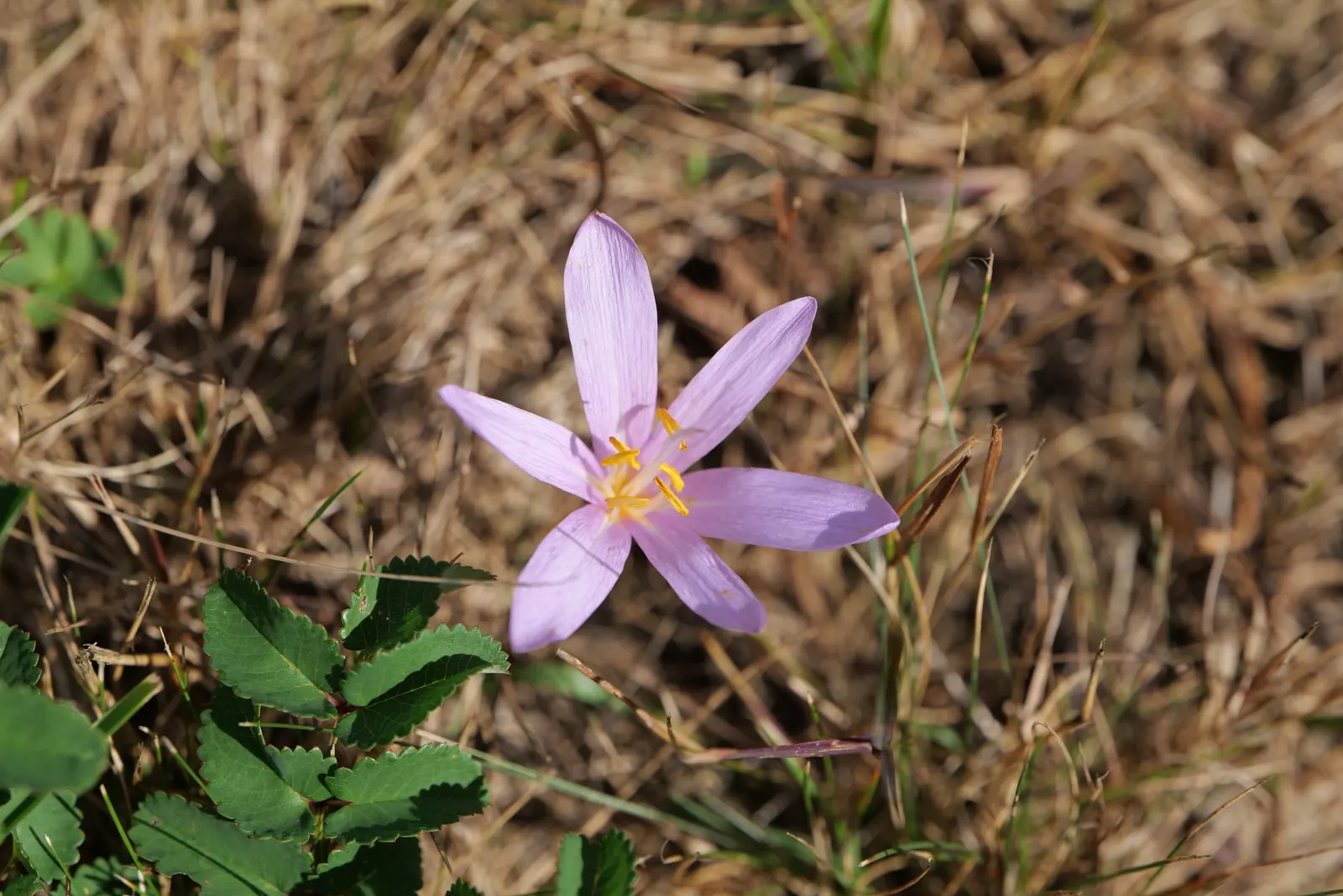 Meadow Saffron (Colchicum Speciosum) — the Meadow Saffron appreciates well-drained; purple flowers in the garden