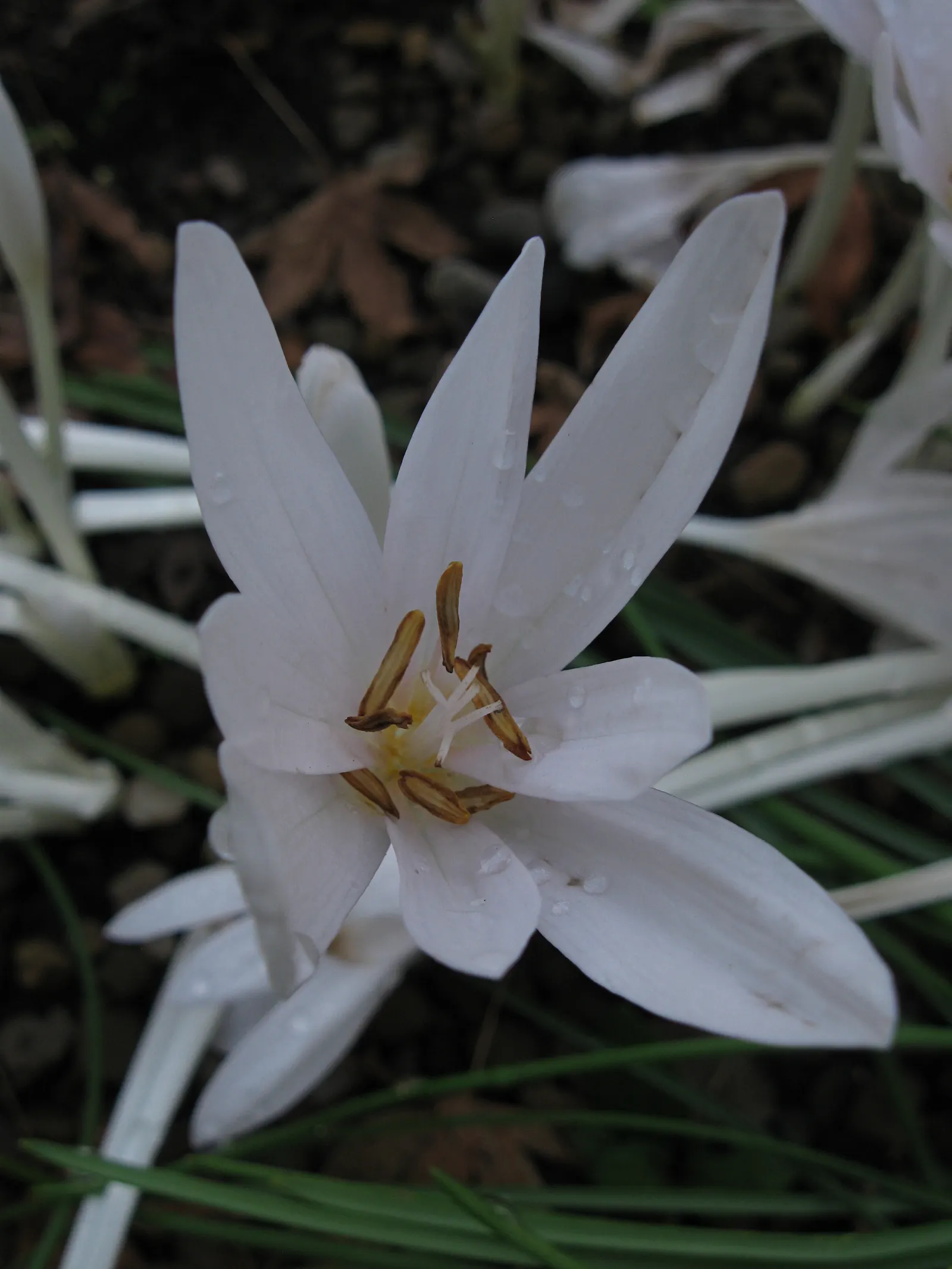 Meadow Saffron (Colchicum Speciosum) — Colchicum speciosum can be a stunning and resilient addition to any garden; bulb with purple blooms, image 86