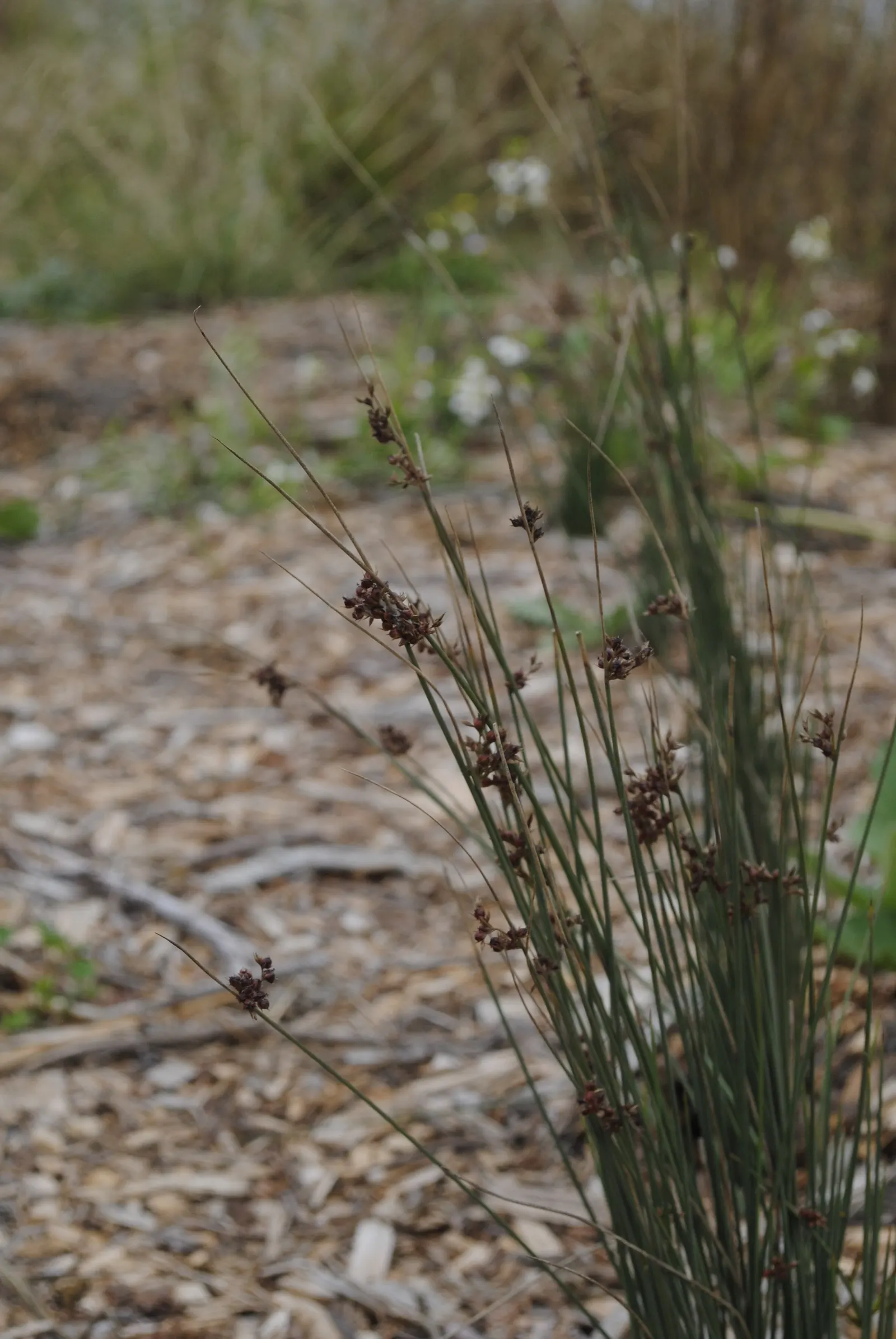 California Gray Rush (Juncus Patens) — even tolerating wet conditions