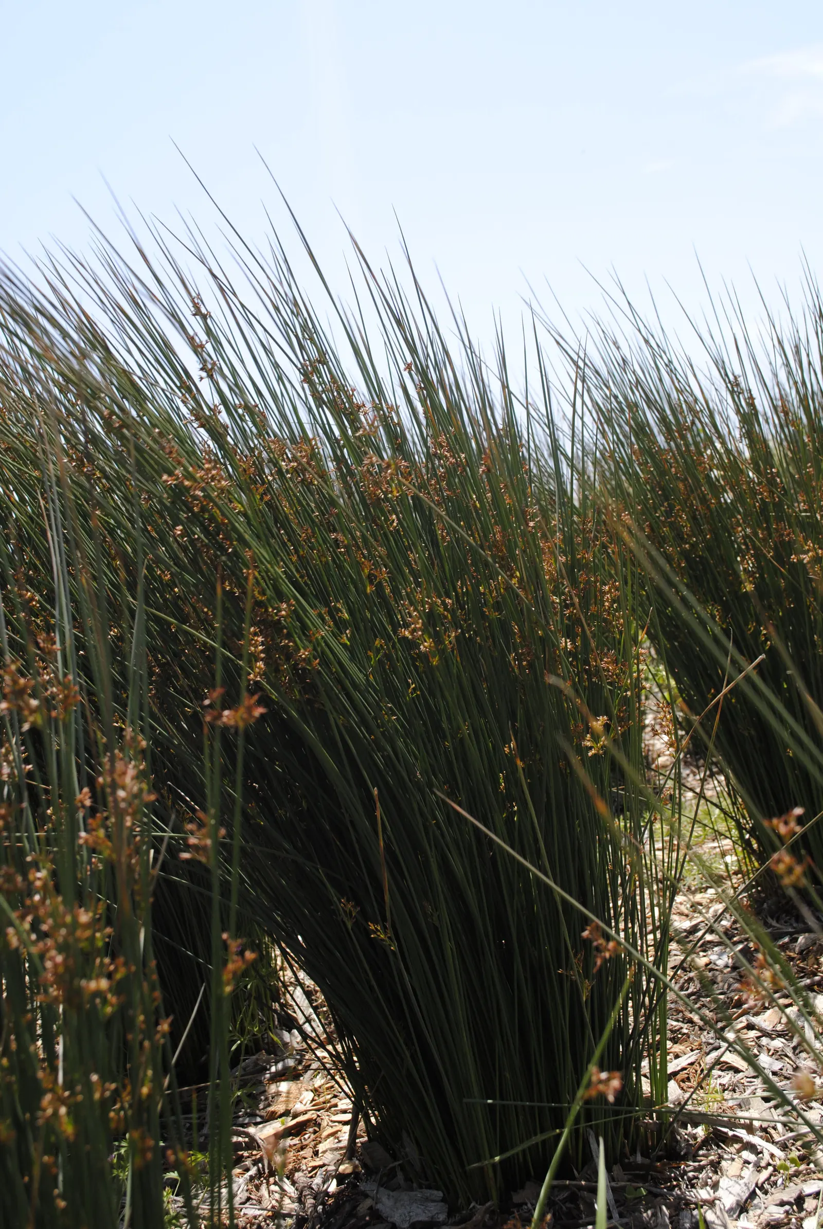 California Gray Rush (Juncus Patens) — and ideal for water-wise gardens and borders