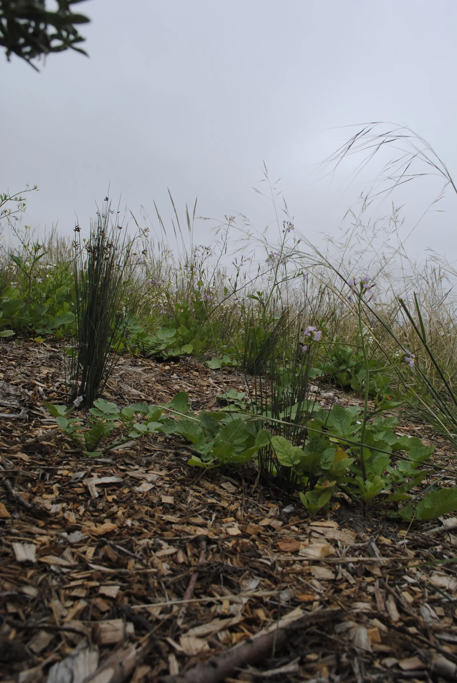 California Gray Rush (Juncus Patens) — reaching 2-3 ft tall and 1-2 ft wide
