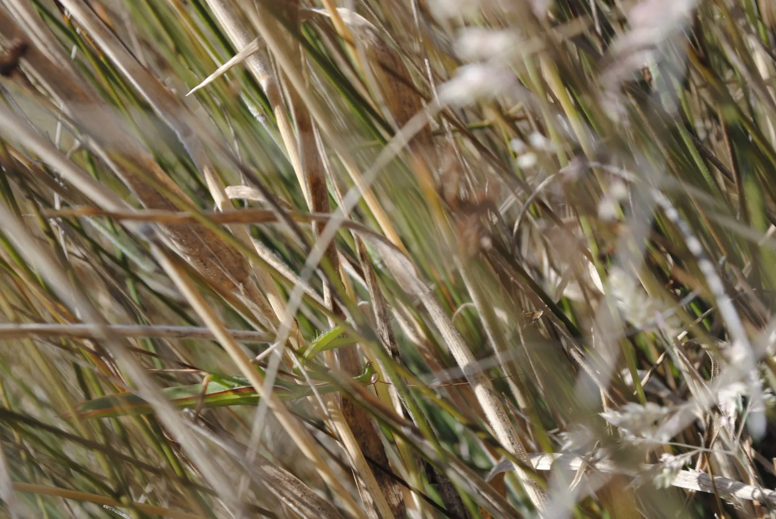 California Gray Rush (Juncus Patens) — is an evergreen perennial valued for its robust