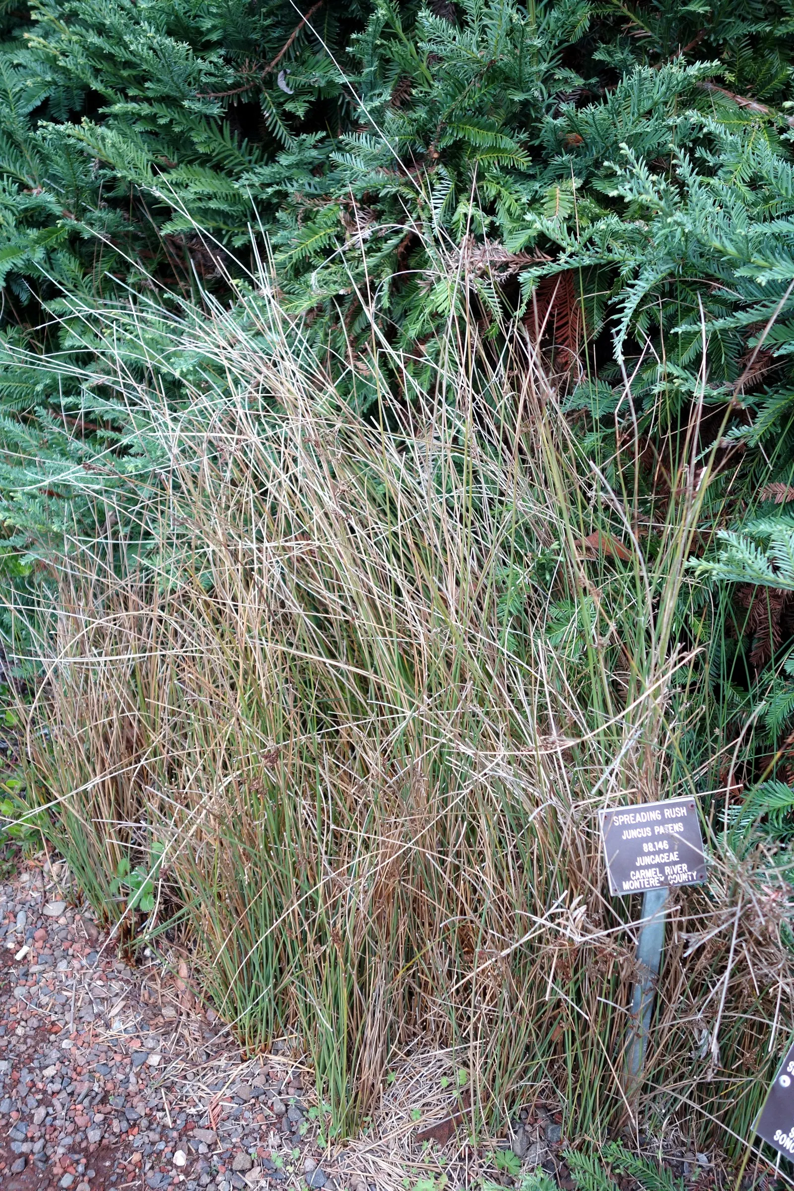 California Gray Rush (Juncus Patens) — and thrives in various soil types