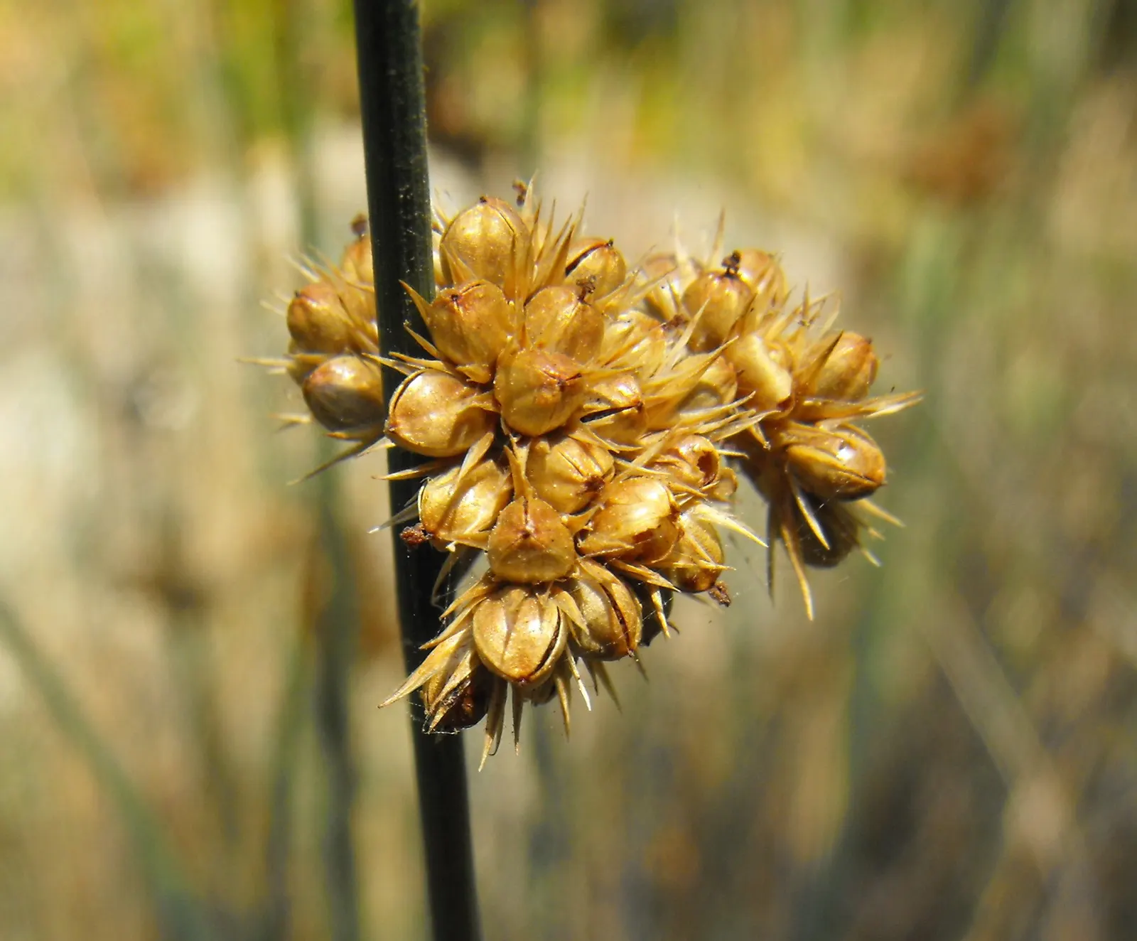 California Gray Rush (Juncus Patens) — This hardy native prefers full sun to partial shade