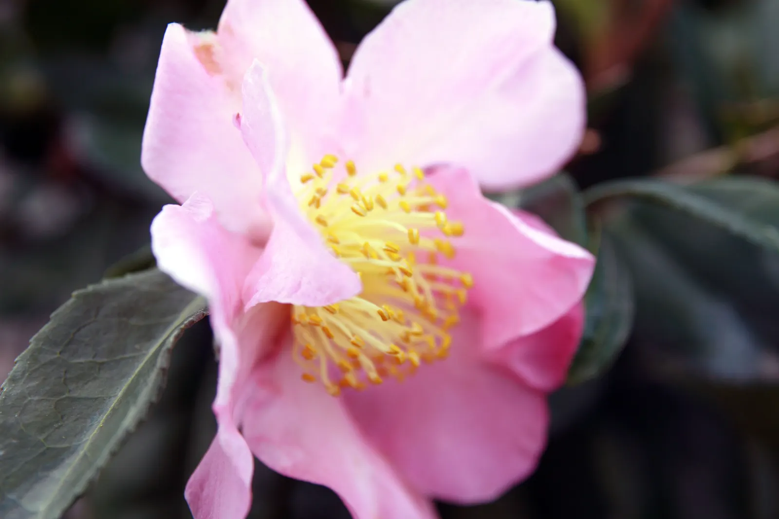 Winter's Star Camellia (Camellia Japonica 'Winter's Star') — this camellia thrives in well-drained