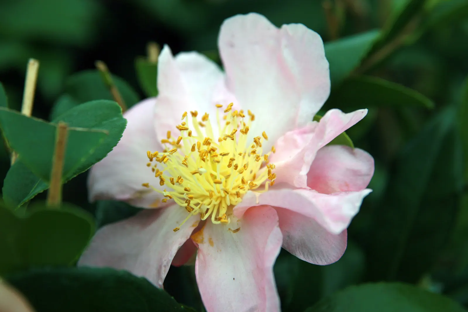 Winter's Star Camellia (Camellia Japonica 'Winter's Star') — The Winter's Star Camellia (Camellia japonica 'Winter's Star') is an elegant evergreen shrub