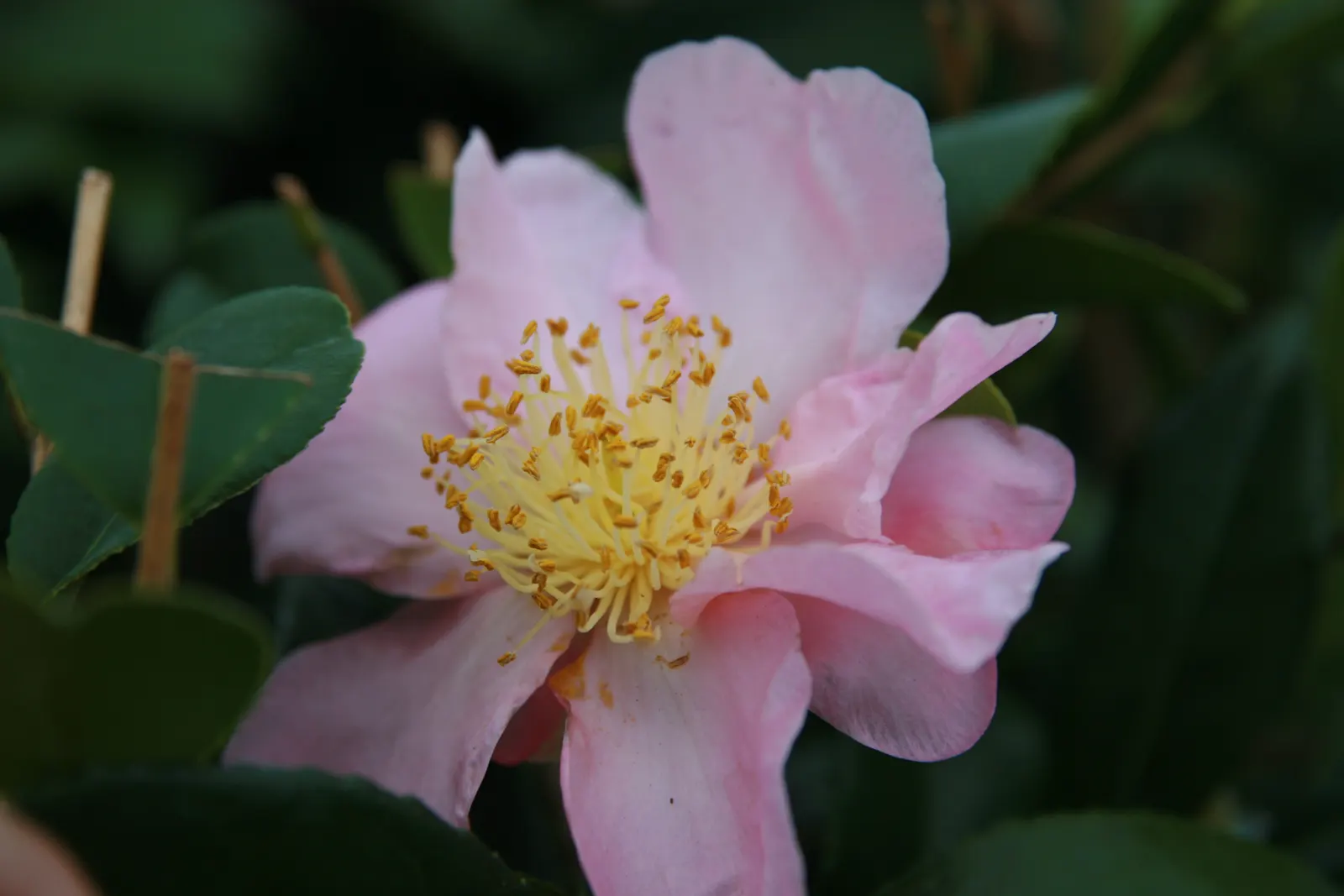 Winter's Star Camellia (Camellia Japonica 'Winter's Star') — Ideal for creating a focal point in partial shade locations