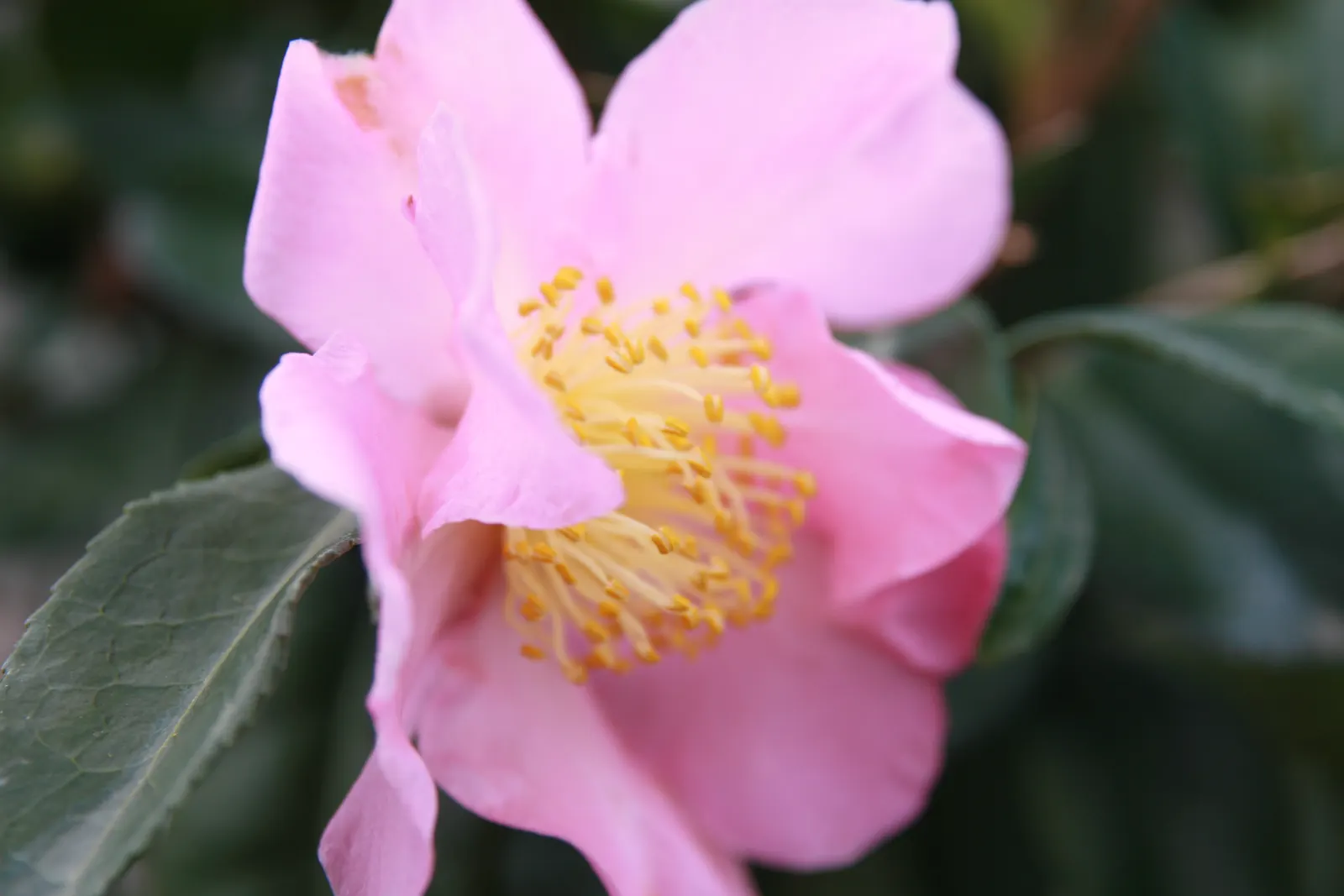 Winter's Star Camellia (Camellia Japonica 'Winter's Star') — reaching heights of 6-8 ft with a spread of 4-6 ft
