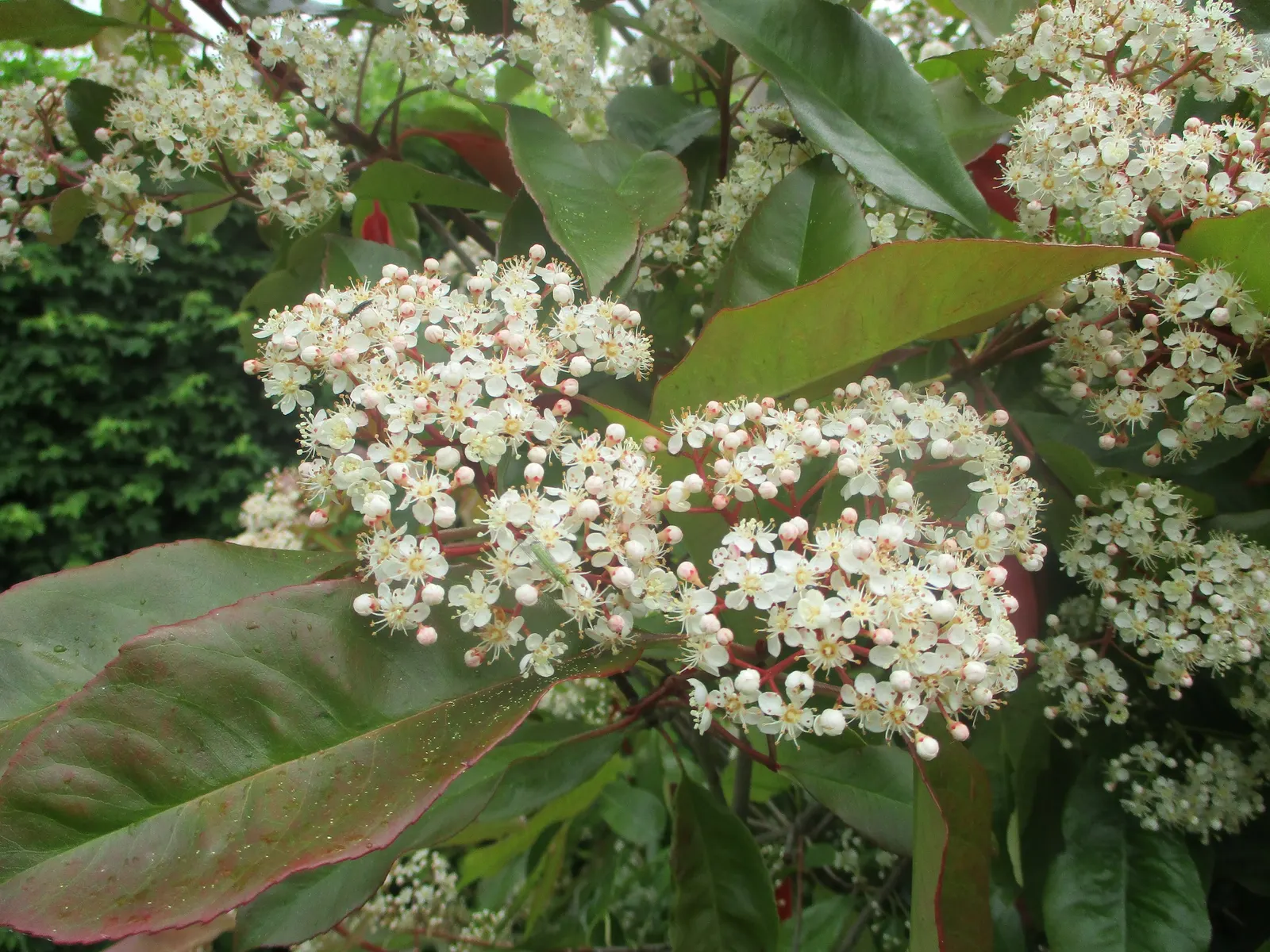 Chinese Photinia (Photinia Davidiana) — is an appealing deciduous shrub to small tree that brings seasonal interest to any landscape design; the, image 57
