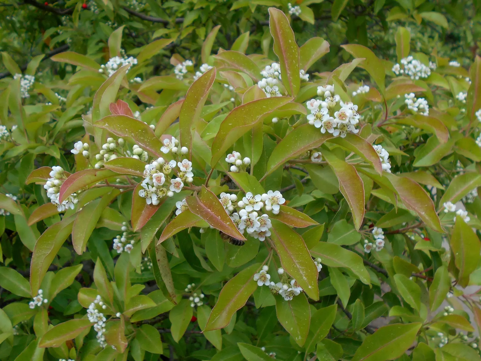 Chinese Photinia (Photinia Davidiana) — spherical fruits adds further visual interest; it's excellent for hedges or as a specimen, image 63