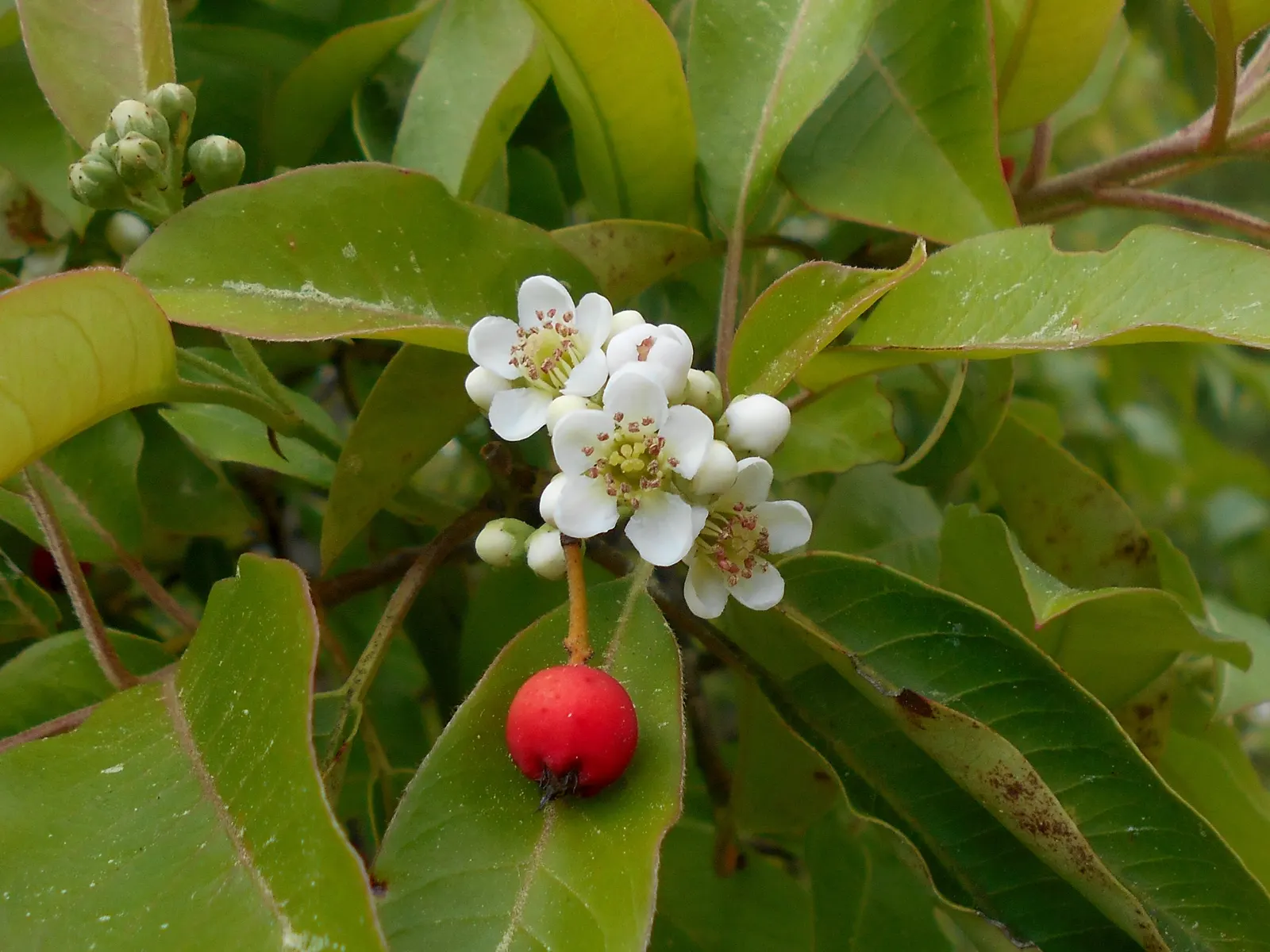Chinese Photinia (Photinia Davidiana) — providing an ecological benefit to the local avian population.<br><br>For the landscape designer