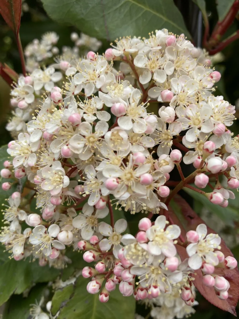 Chinese Photinia (Photinia Davidiana) — ensuring that Chinese Photinia remains a central feature in the landscape for years to come; broadleaf evergreen /