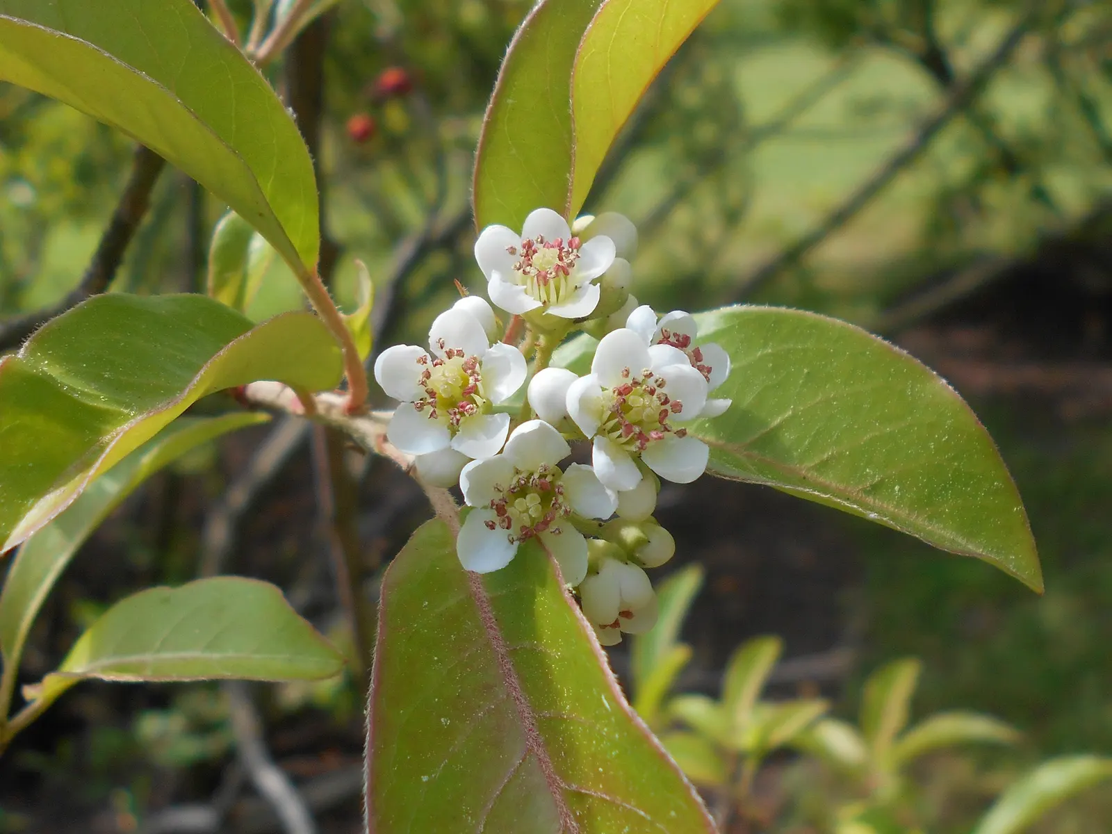 Chinese Photinia (Photinia Davidiana) — the plant becomes a beacon of activity as it blossoms with clusters of creamy white flowers