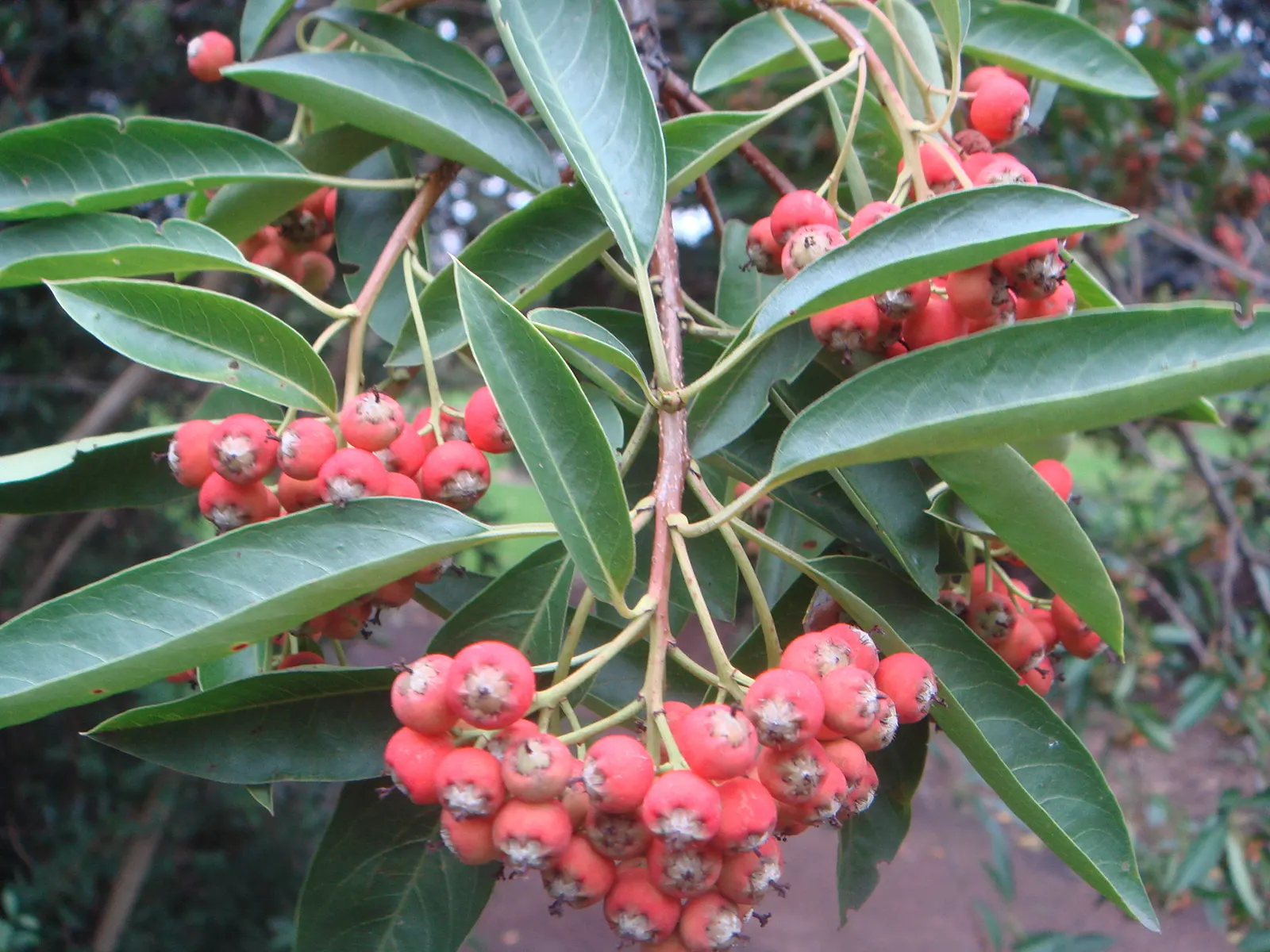 Chinese Photinia (Photinia Davidiana) — The plant is also known for its moderate growth rate and can be effectively utilized as a hedge; it boasts elliptical