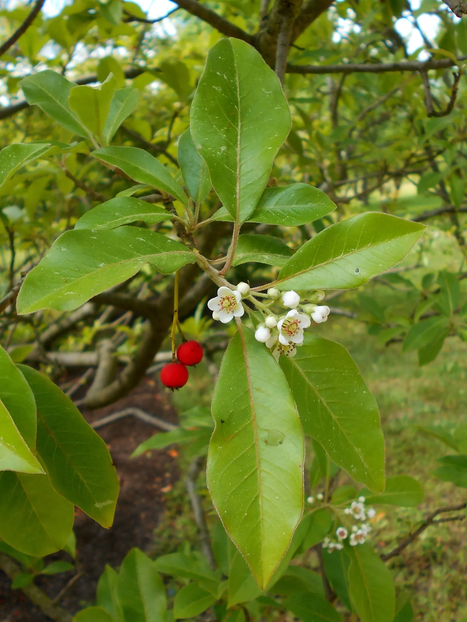 Chinese Photinia (Photinia Davidiana) — the plant becomes a beacon of activity as it blossoms with clusters of creamy white flowers; these red to, image 61