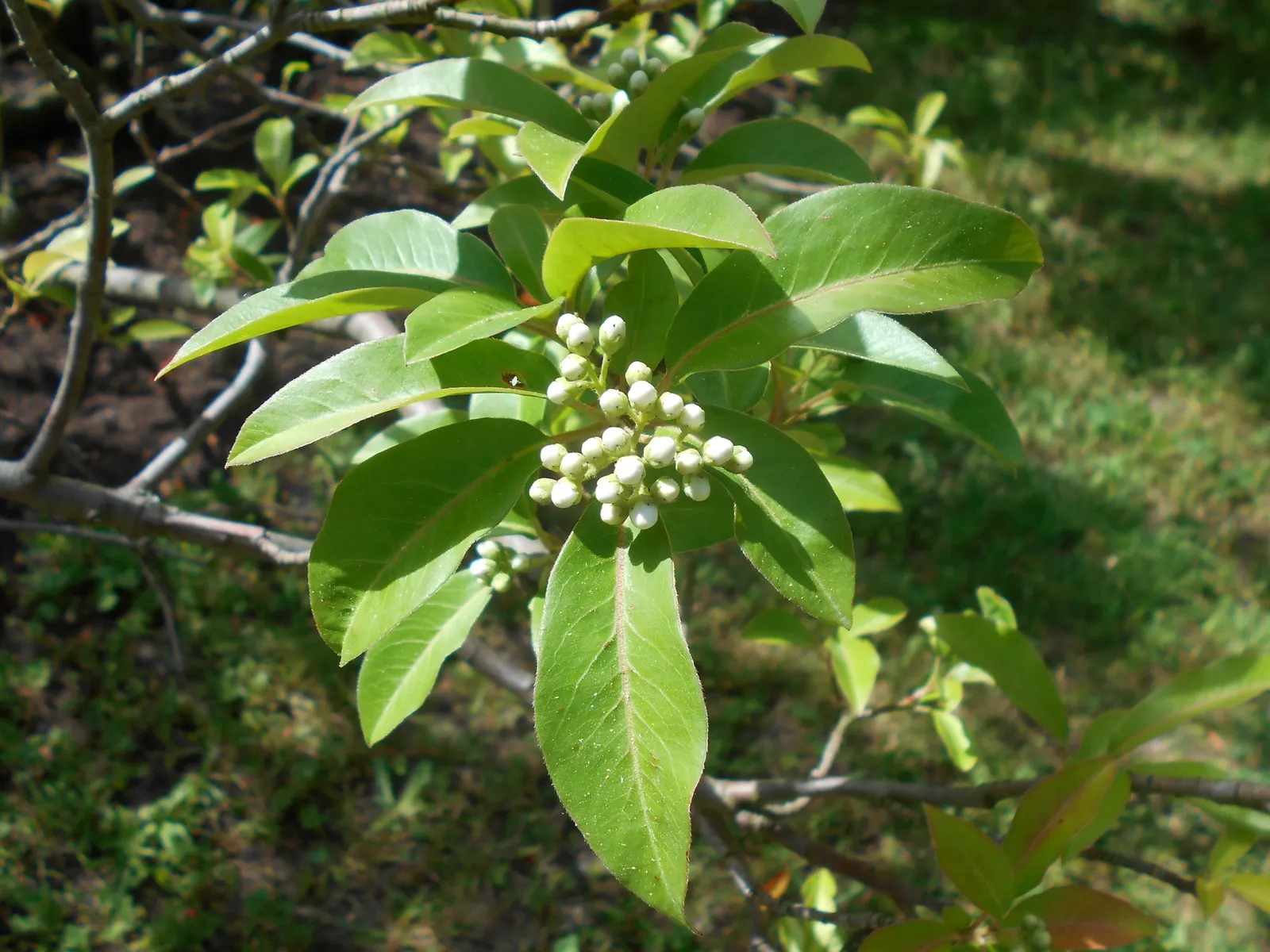 Chinese Photinia (Photinia Davidiana) — The foliage emerges with a reddish hue before transitioning to a lustrous, dark green as it matures; is an appealing