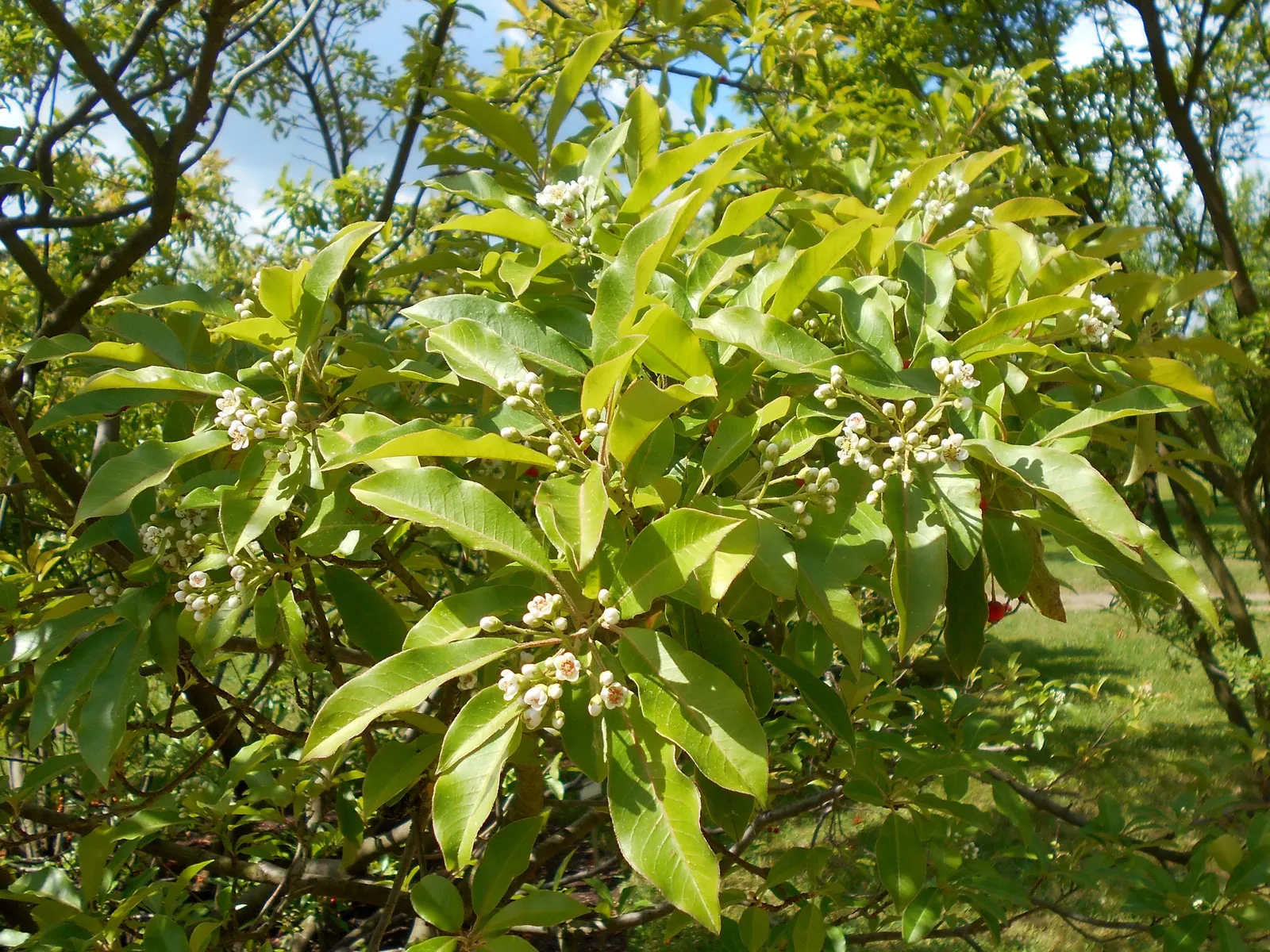 Chinese Photinia (Photinia Davidiana) — low-maintenance plant thrives in USDA zones 6-8