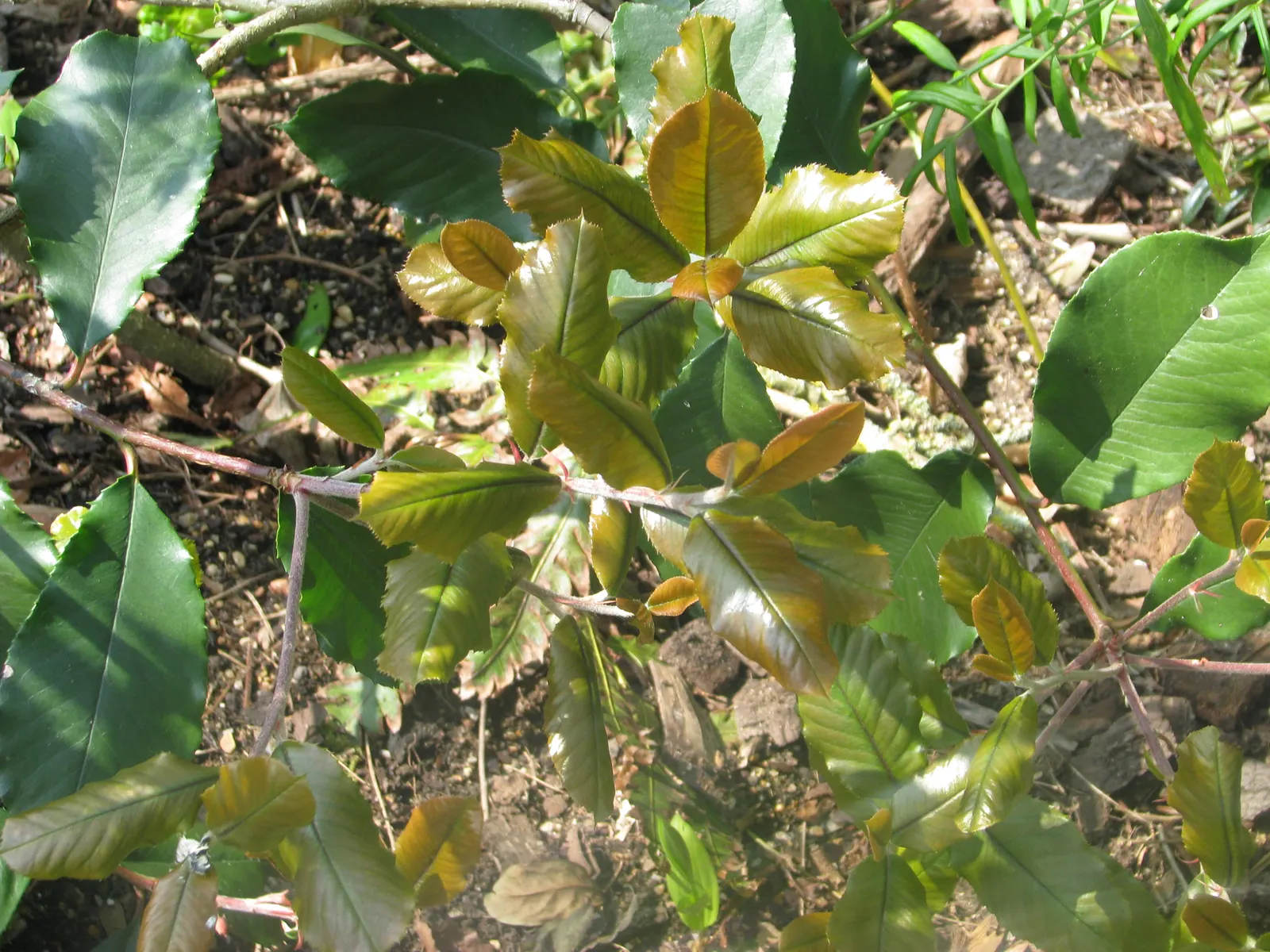 Chinese Photinia (Photinia Davidiana) — each grouping spanning approximately 2 to 3 inches across; broadleaf evergreen / shrub with white blooms, image 62