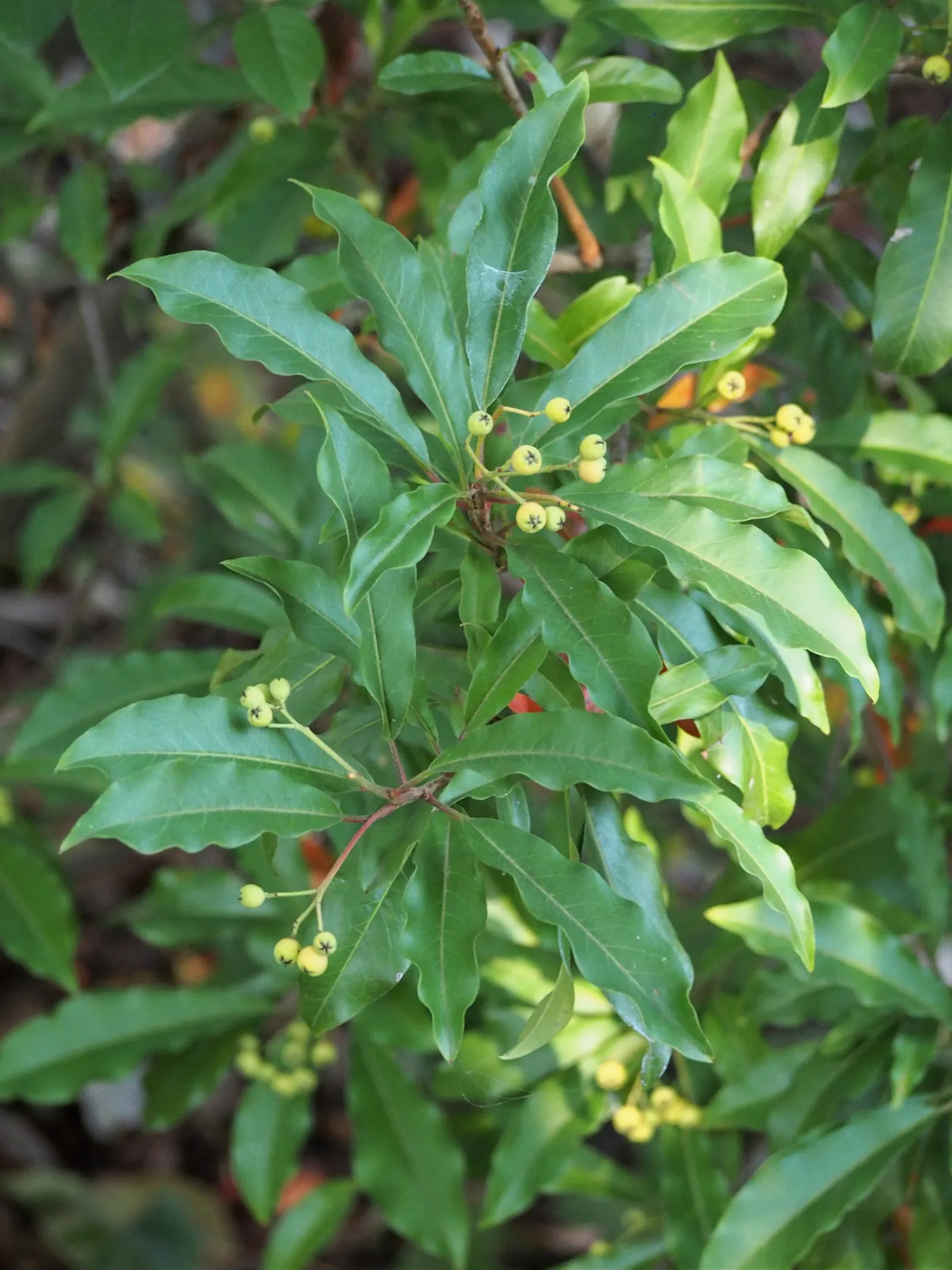 Chinese Photinia (Photinia Davidiana) — white flowers in the garden; providing year-round interest with its textured foliage and berries