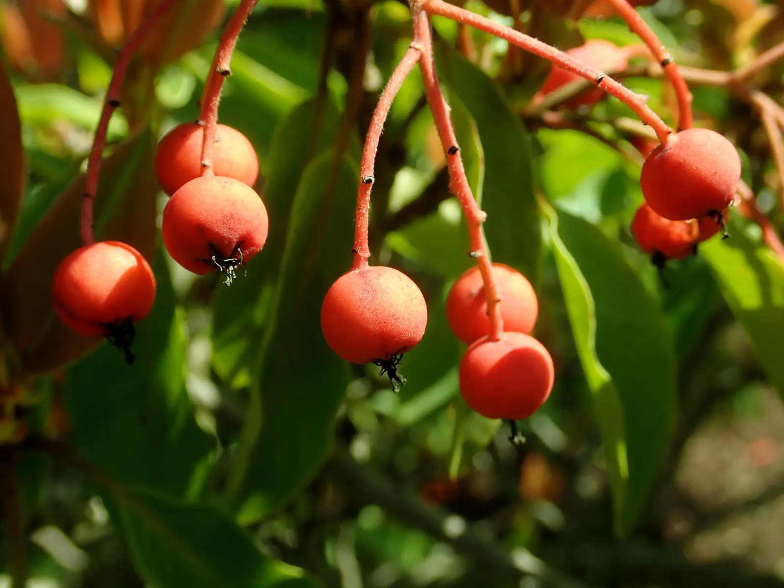 Chinese Photinia (Photinia Davidiana) — broadleaf evergreen / shrub for full or half