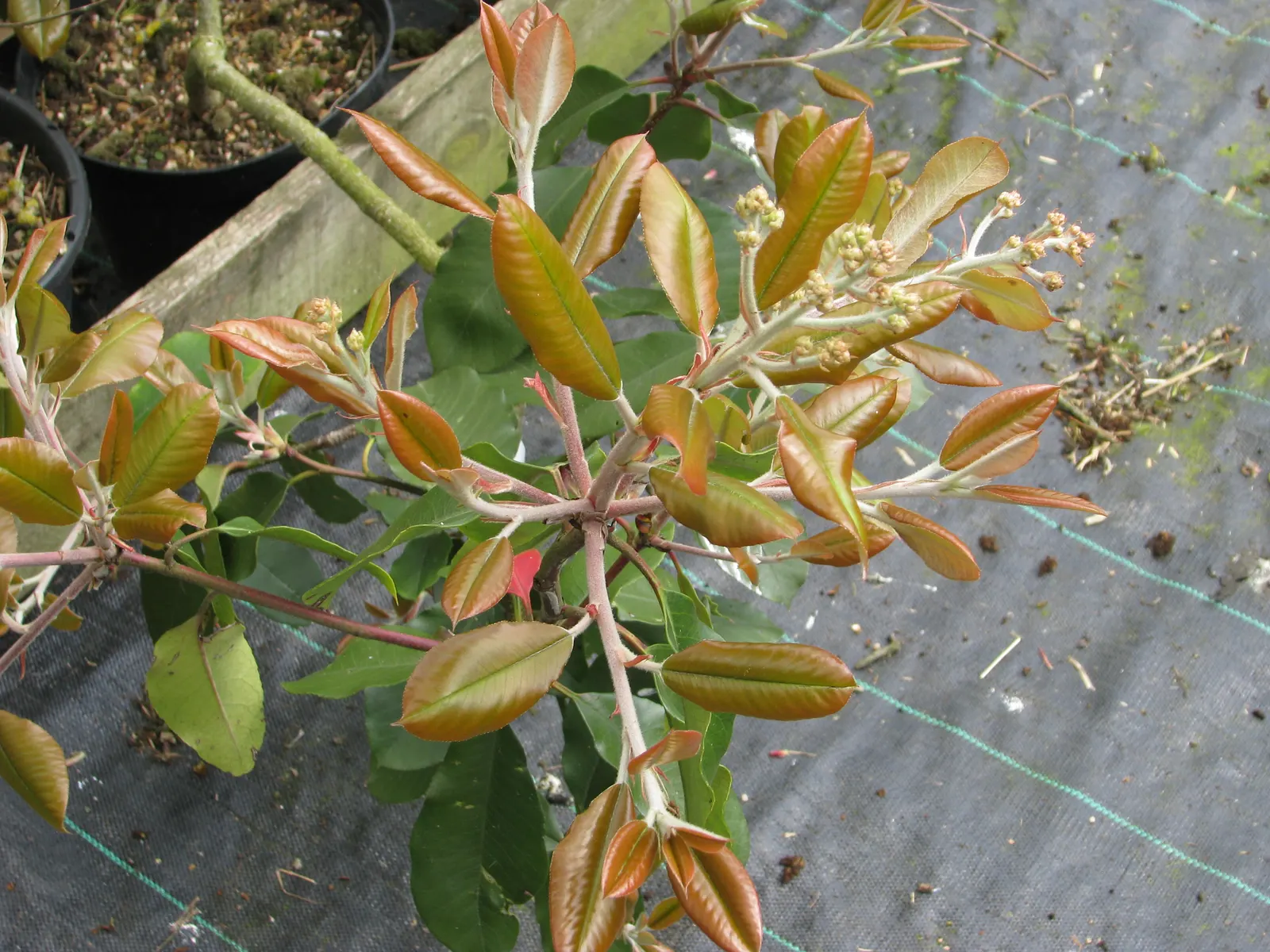 Chinese Photinia (Photinia Davidiana) — growing to heights of 6-12 ft with a similar spread; chinese Photinia creates a rounded silhouette that is, image 50