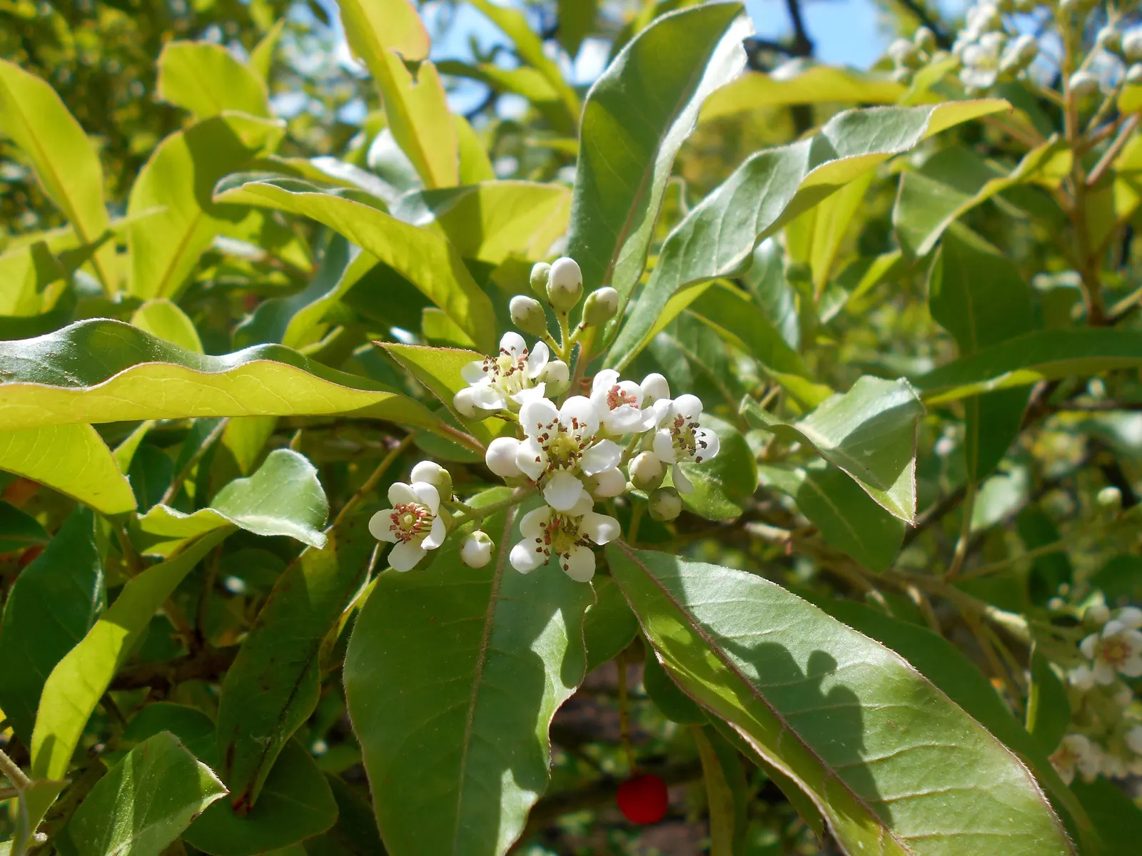 Chinese Photinia (Photinia Davidiana) — the plant becomes a beacon of activity as it blossoms with clusters of creamy white flowers; these red to blackish