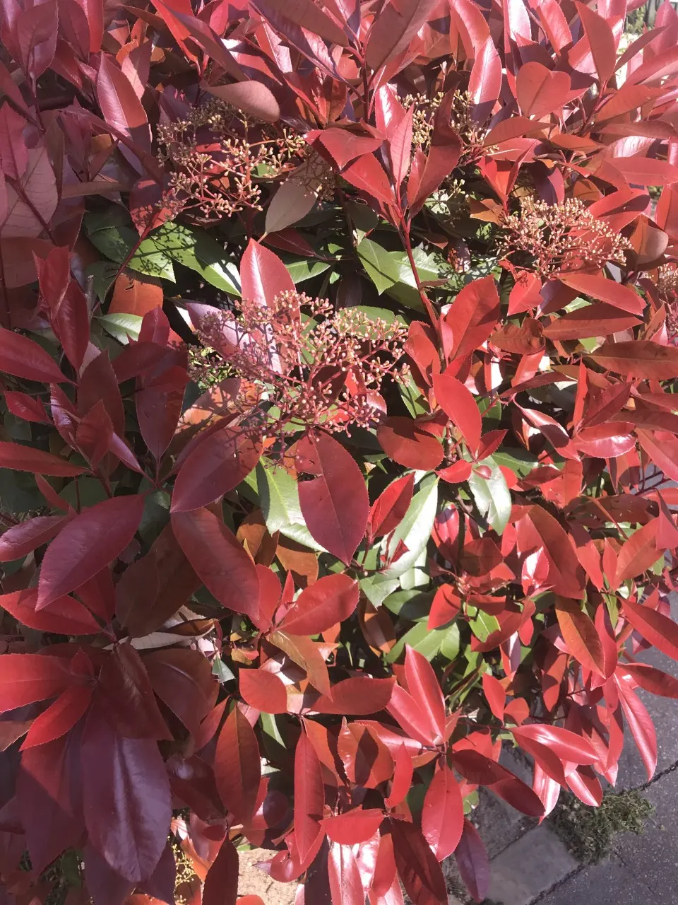 Chinese Photinia (Photinia Davidiana) — broadleaf evergreen / shrub with white blooms; each grouping spanning approximately 2 to 3 inches across