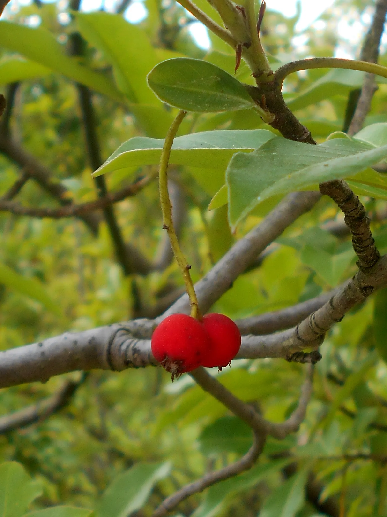 Chinese Photinia (Photinia Davidiana) — scientifically known as Photinia davidiana