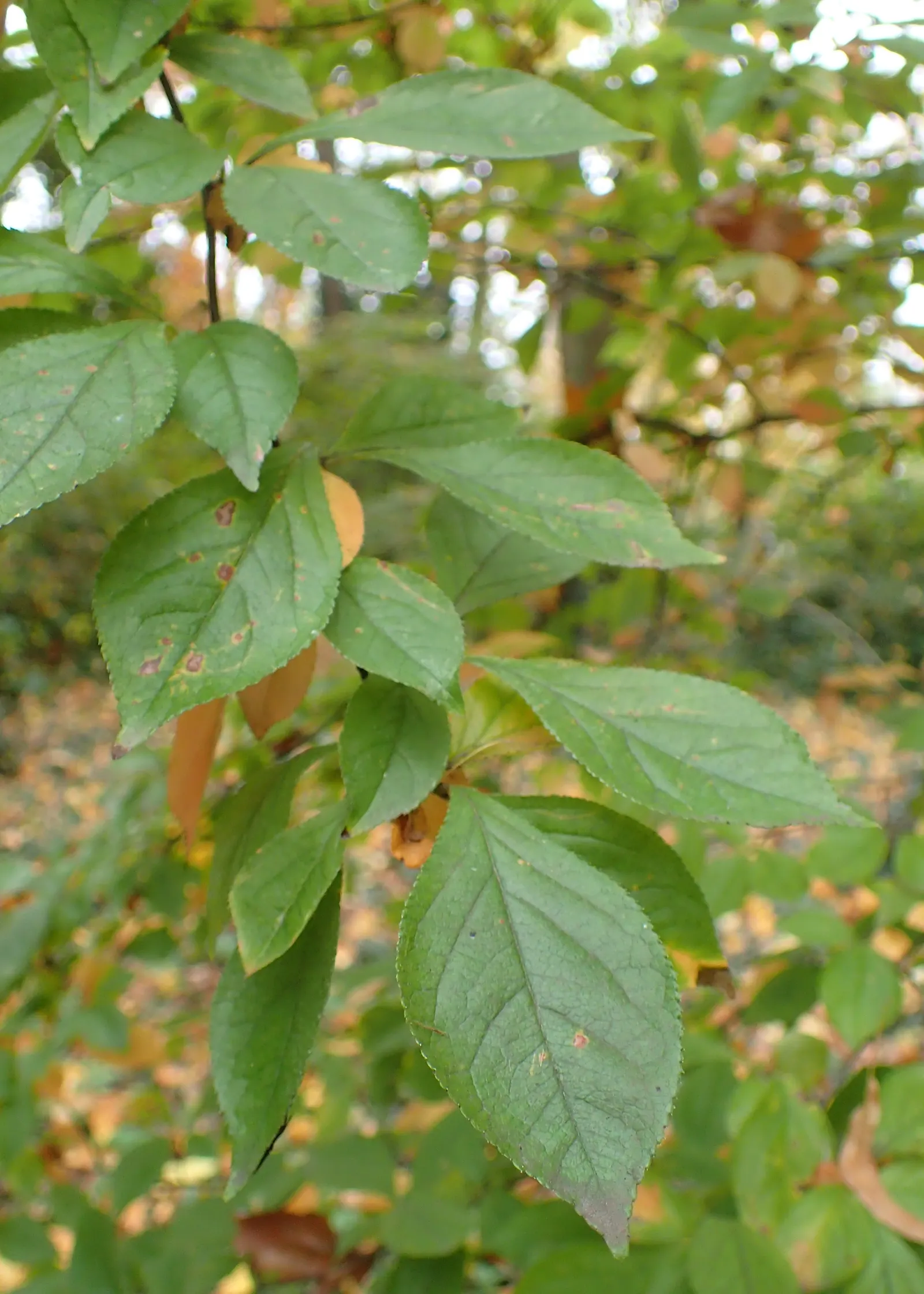 Chinese Photinia (Photinia Davidiana) — providing an ecological benefit to the local avian population.<br><br>For the landscape designer; one can maintain the