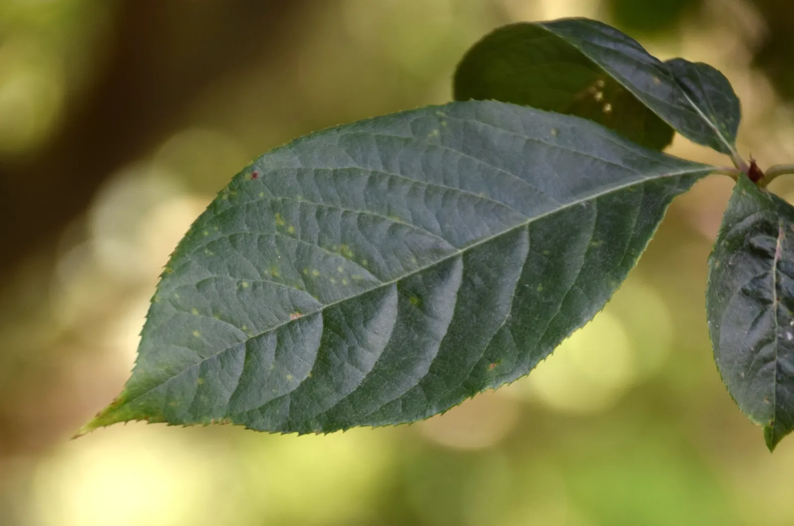 Chinese Photinia (Photinia Davidiana) — is an appealing deciduous shrub to small tree that brings seasonal interest to any landscape design; the foliage