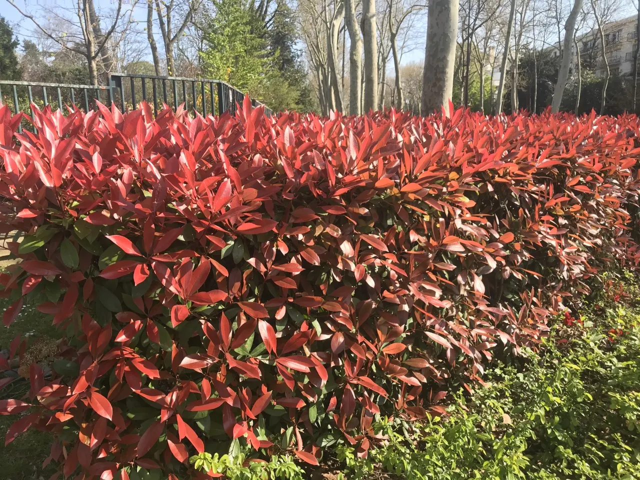 Chinese Photinia (Photinia Davidiana) — growing to heights of 6-12 ft with a similar spread; chinese Photinia creates a rounded silhouette that is dense with