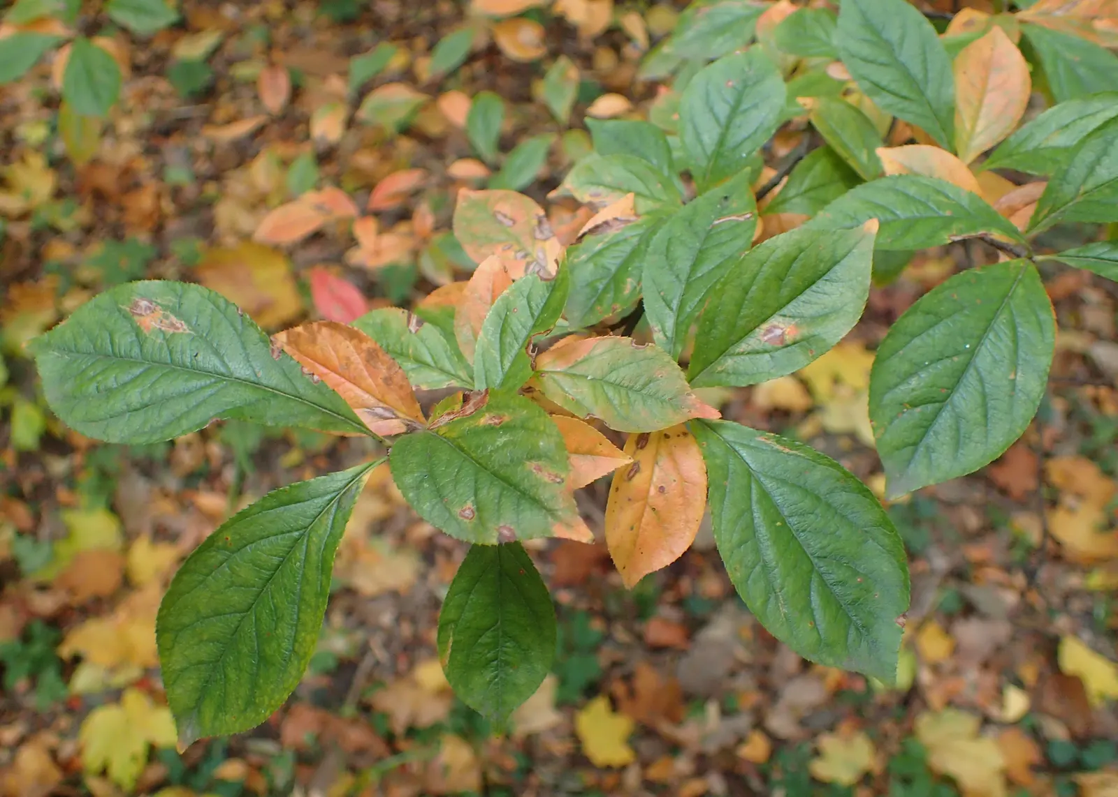 Chinese Photinia (Photinia Davidiana) — It boasts elliptical leaves and clusters of white blossoms in spring, developing red fruit by fall; the, image 51