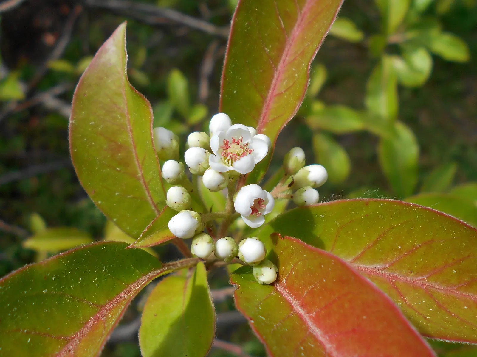 Chinese Photinia (Photinia Davidiana) — or standalone specimen within USDA hardiness zones 7 to 9; originating from the vast regions of China and extending