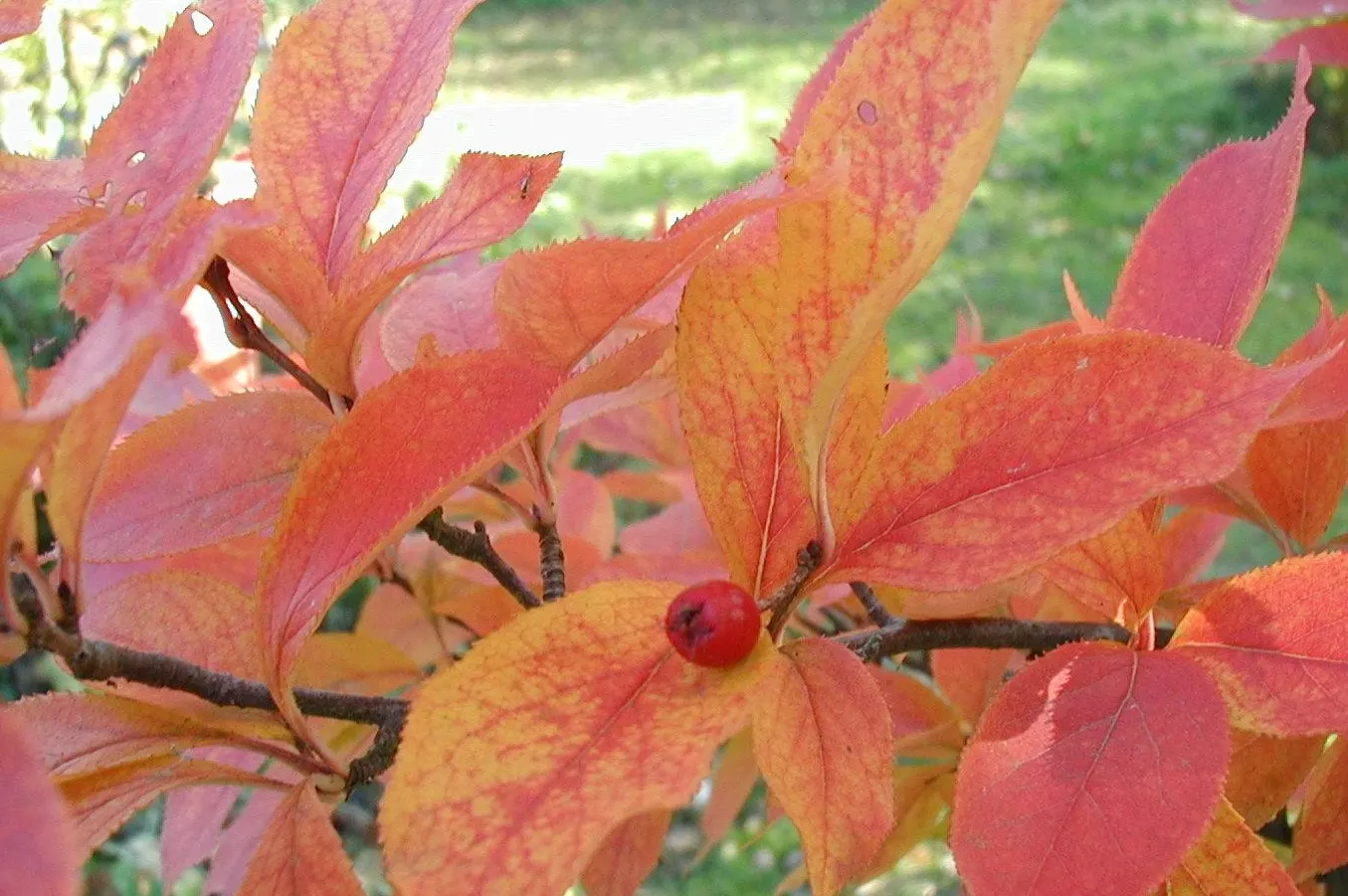 Chinese Photinia (Photinia Davidiana) — It's excellent for hedges or as a specimen