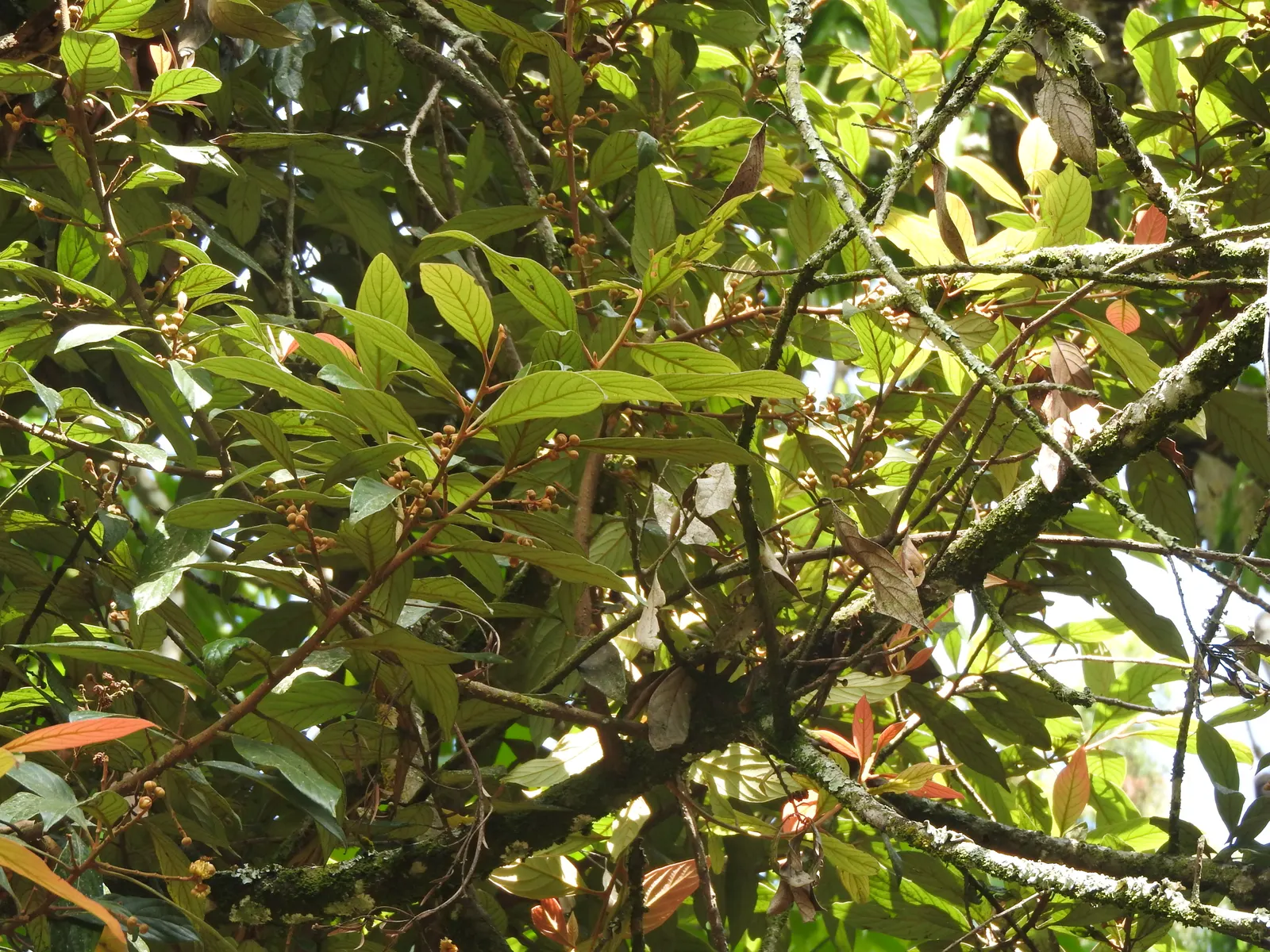 Chinese Photinia (Photinia Davidiana) — is an appealing deciduous shrub to small tree that brings seasonal interest to any landscape design