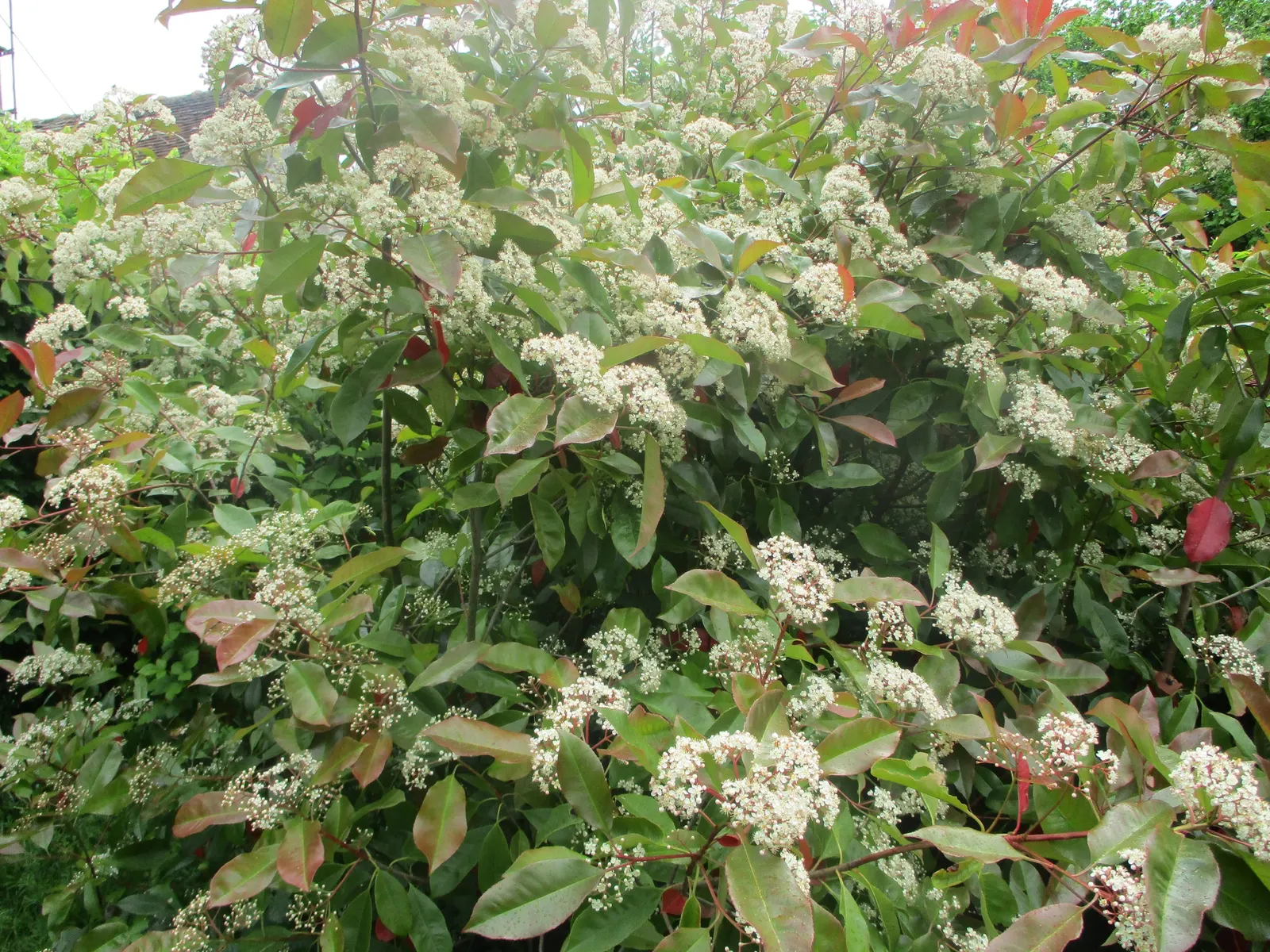Chinese Photinia (Photinia Davidiana) — growing to heights of 6-12 ft with a similar spread
