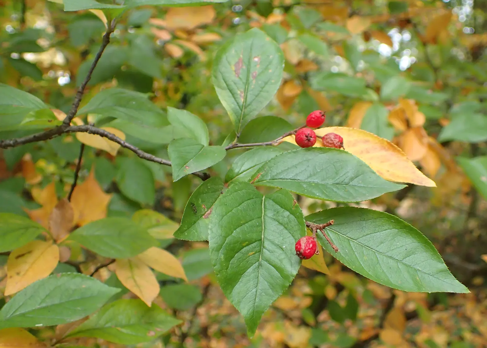 Chinese Photinia (Photinia Davidiana) — providing year-round interest with its textured foliage and berries; white flowers in the garden, image 55