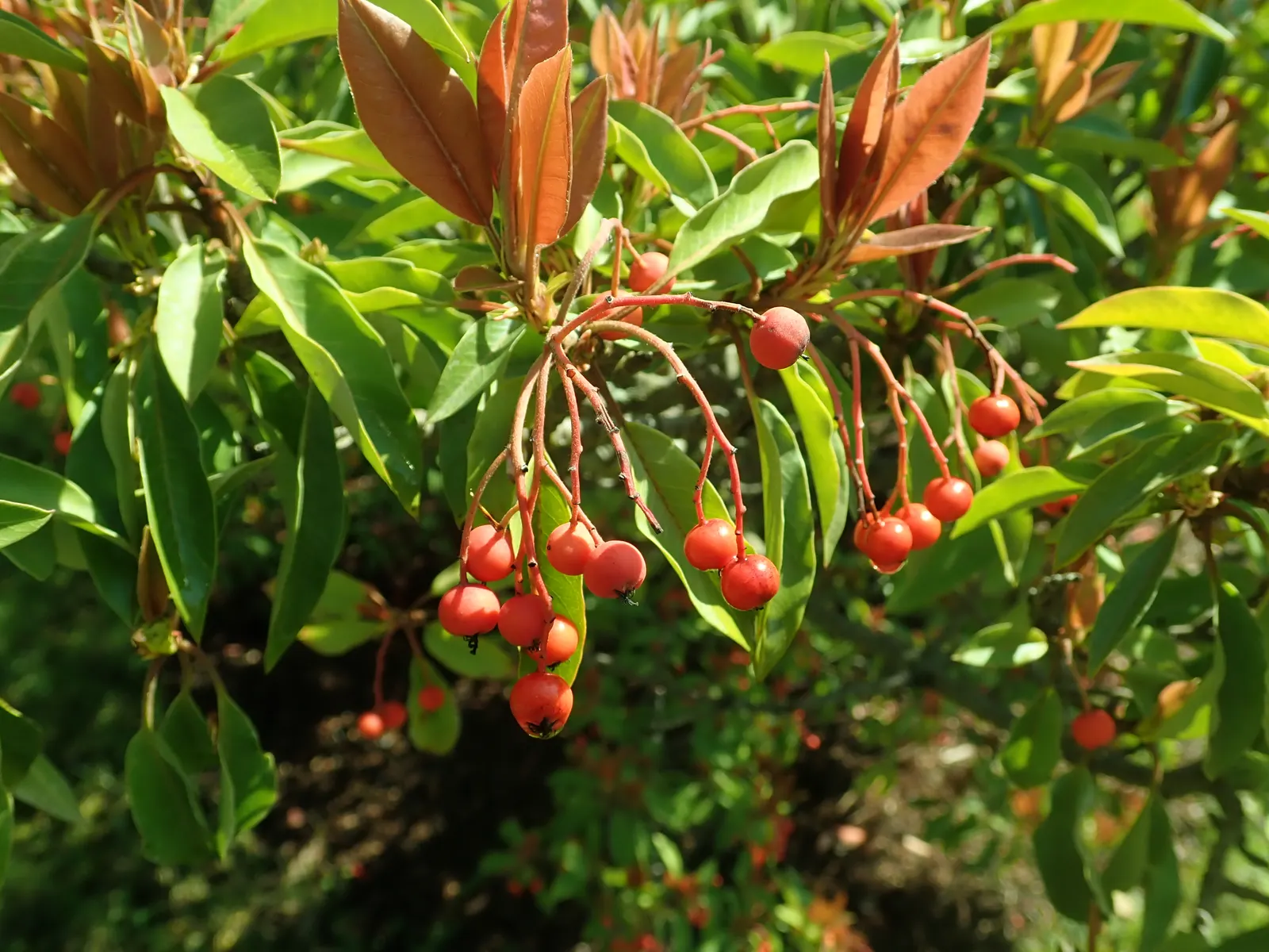 Chinese Photinia (Photinia Davidiana) — white flowers in the garden; providing year-round interest with its textured foliage and berries, image 70