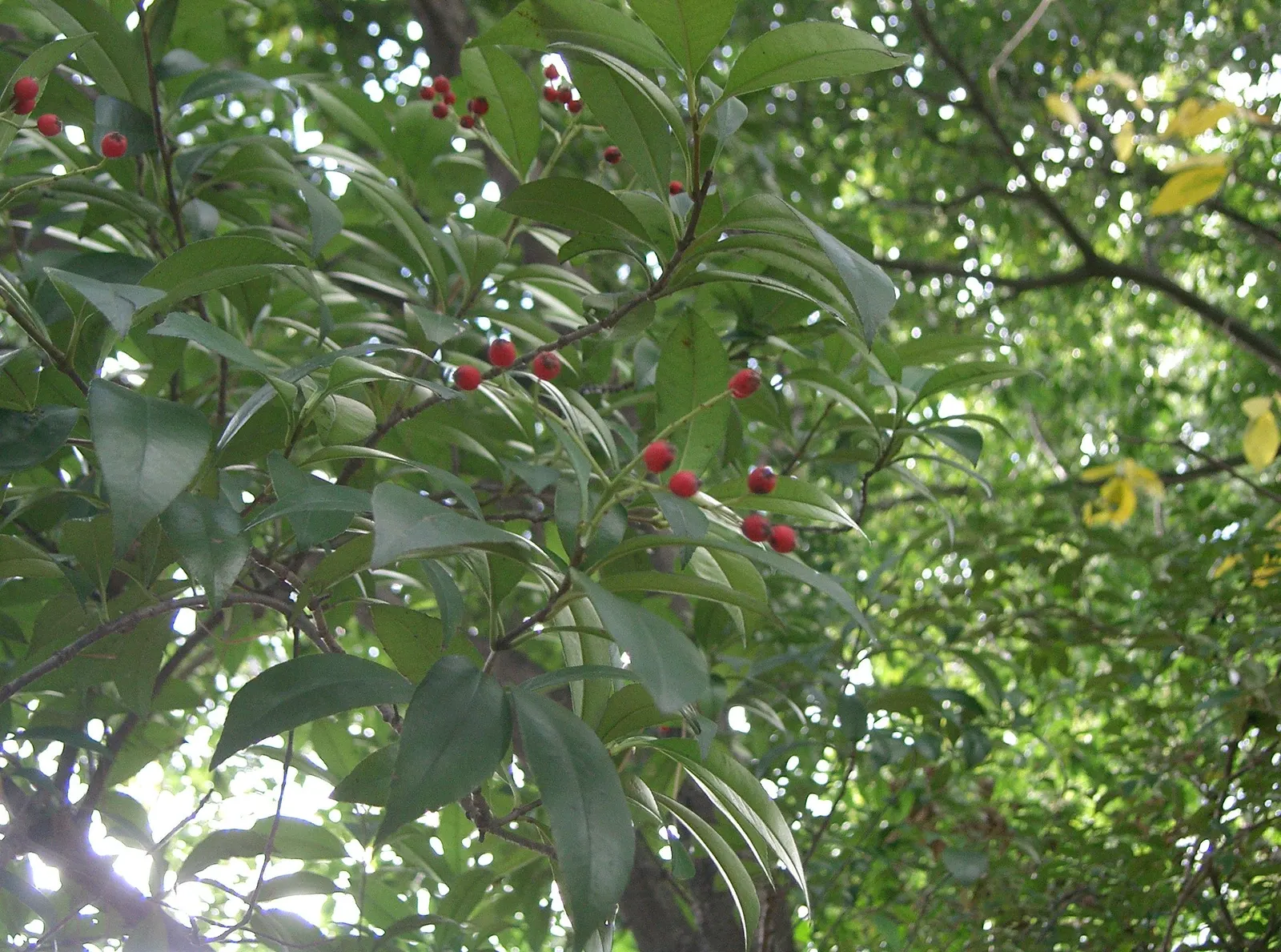 Chinese Photinia (Photinia Davidiana) — one can maintain the desired shape and promote vigorous; providing an ecological benefit to the local avian, image 68