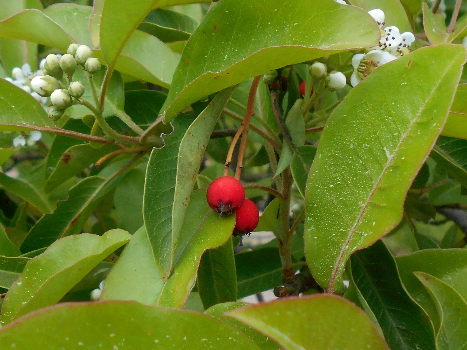 Chinese Photinia (Photinia Davidiana) — one can maintain the desired shape and promote vigorous