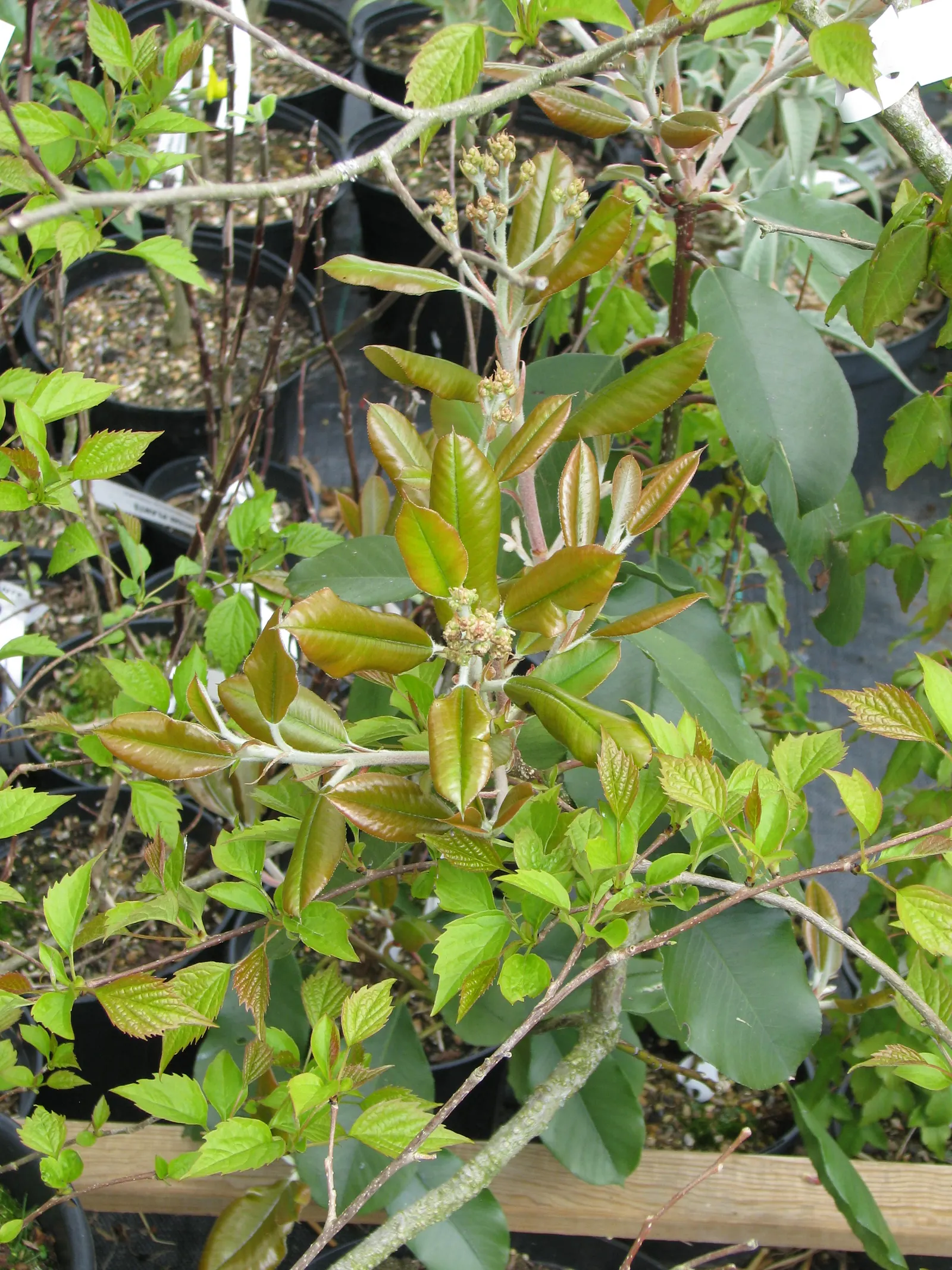 Chinese Photinia (Photinia Davidiana) — preferring full sun to partial shade and well-drained soil; scientifically known as Photinia davidiana, image 53