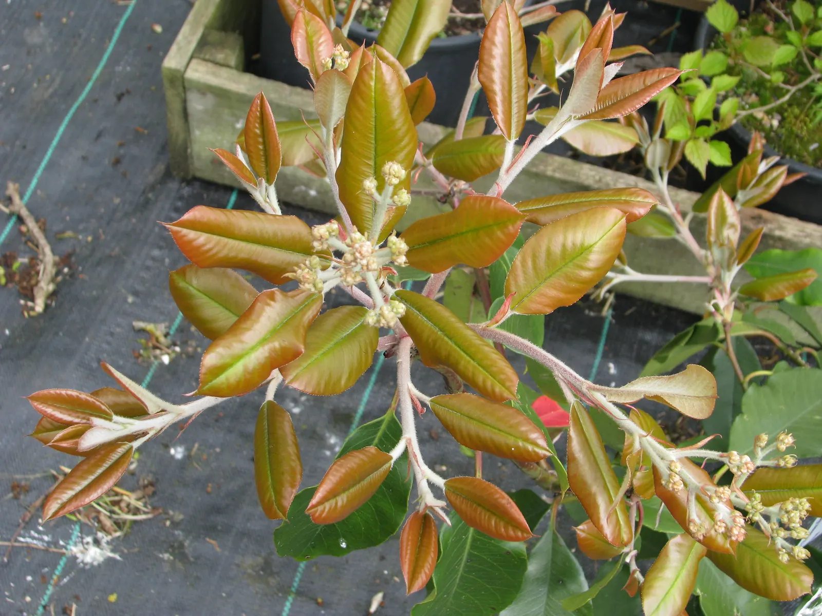 Chinese Photinia (Photinia Davidiana) — Originating from the vast regions of China and extending into the Himalayas; or standalone specimen within, image 58