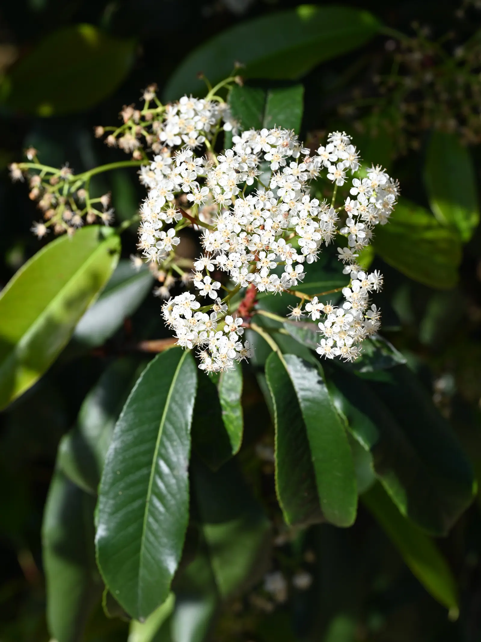 Chinese Photinia (Photinia Davidiana) — Originating from the vast regions of China and extending into the Himalayas; or standalone specimen within USDA