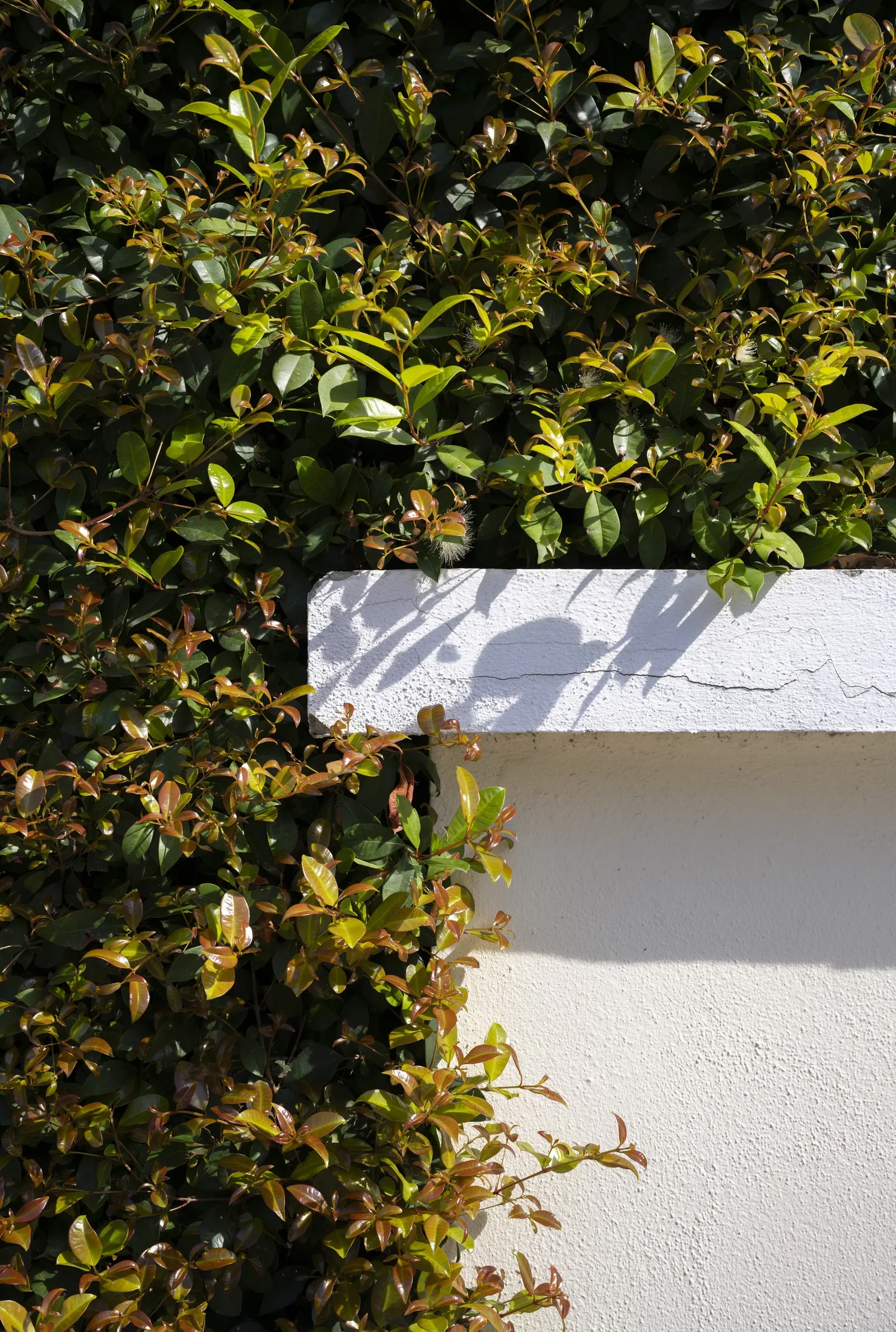 Chinese Photinia (Photinia Davidiana) — white flowers in the garden